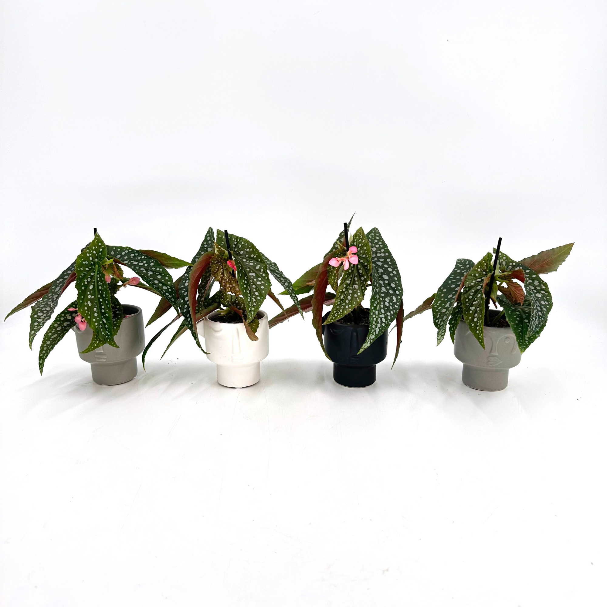 Mini Beg. Wing Maculata Silver Spot in a Special pot (EH2255), D 6 cm