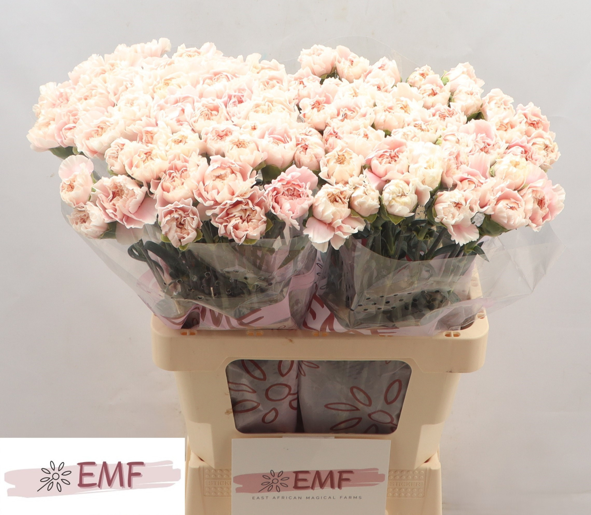 Диантус од. Альтаир, шт.