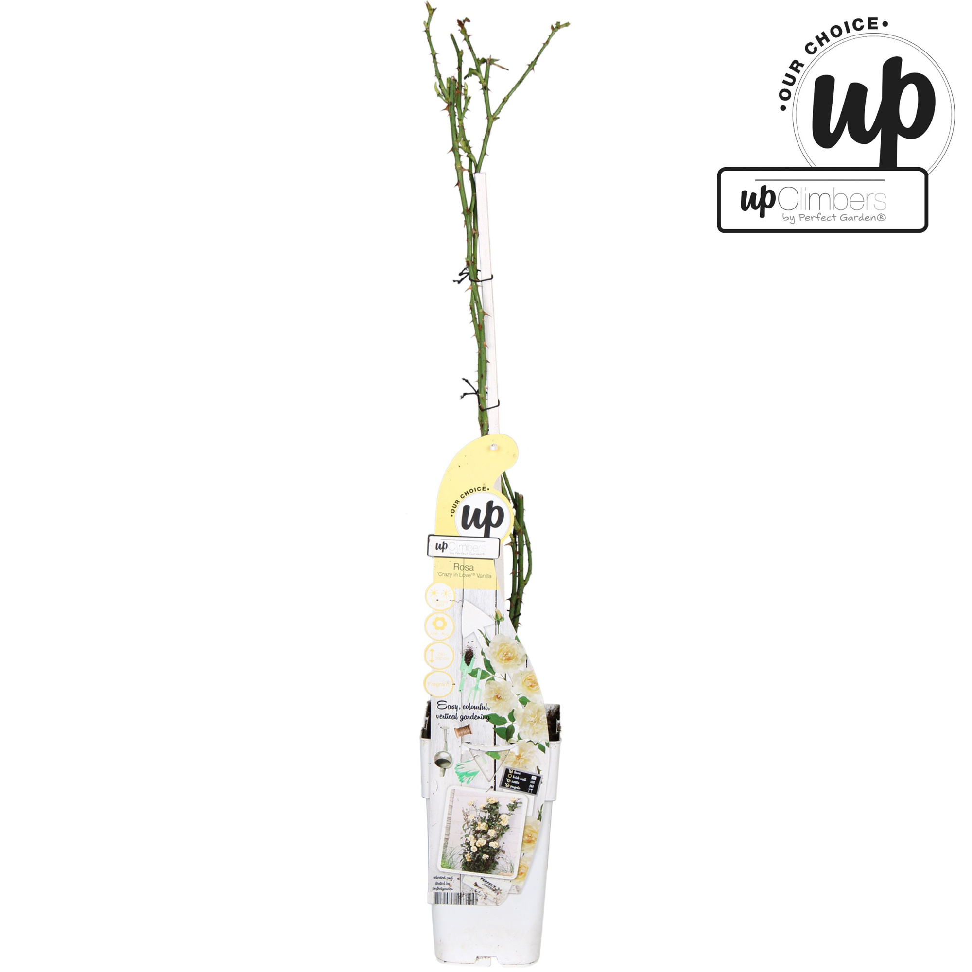 Rosa Crazy in love Vanilla P15, D 15