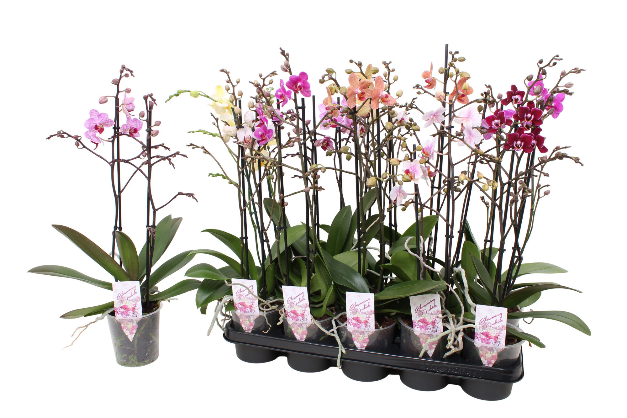 Phal. Multiflora 2-tak mix 30+ bloem 5 kleuren, D 12