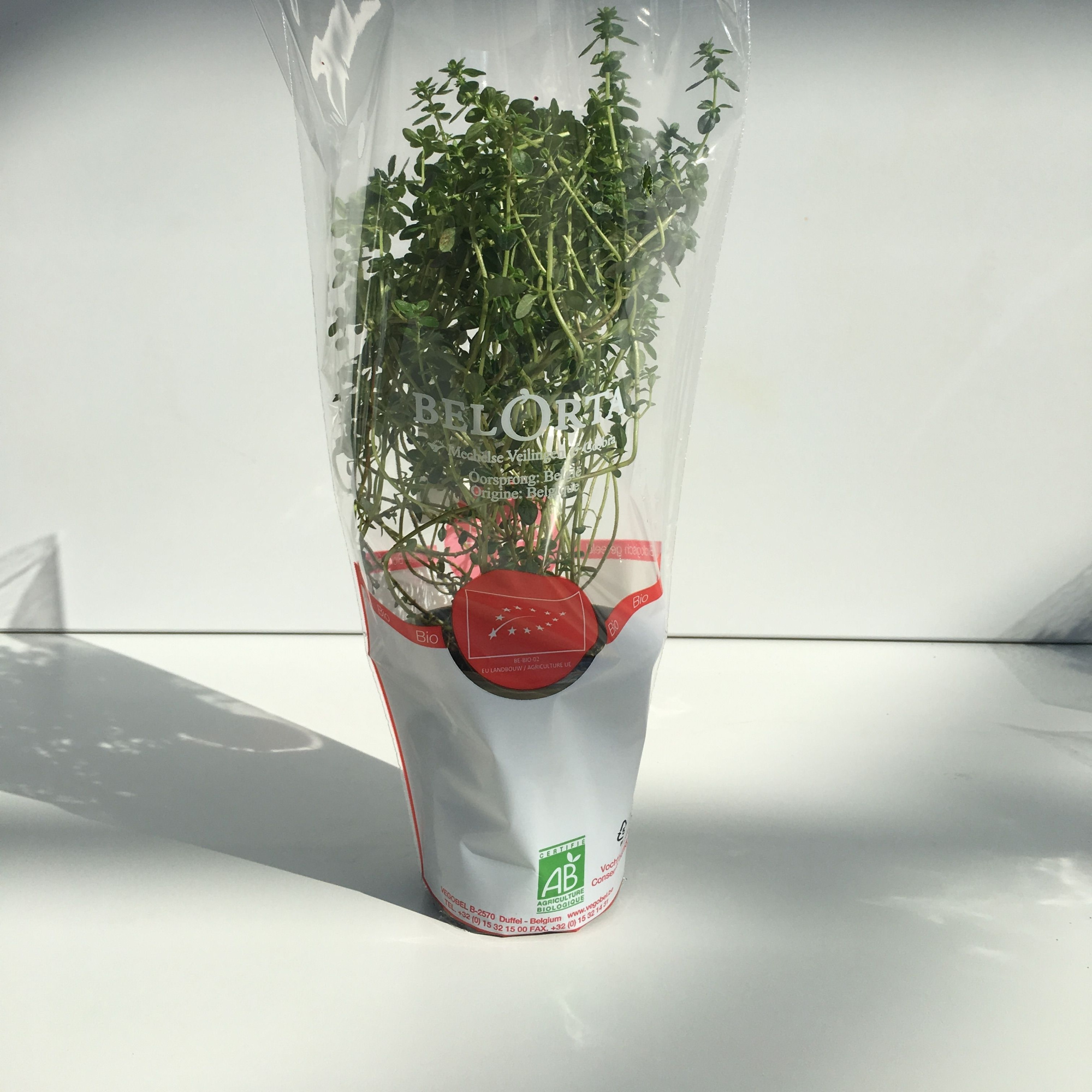 Tijm Citroen P9, D 9 cm