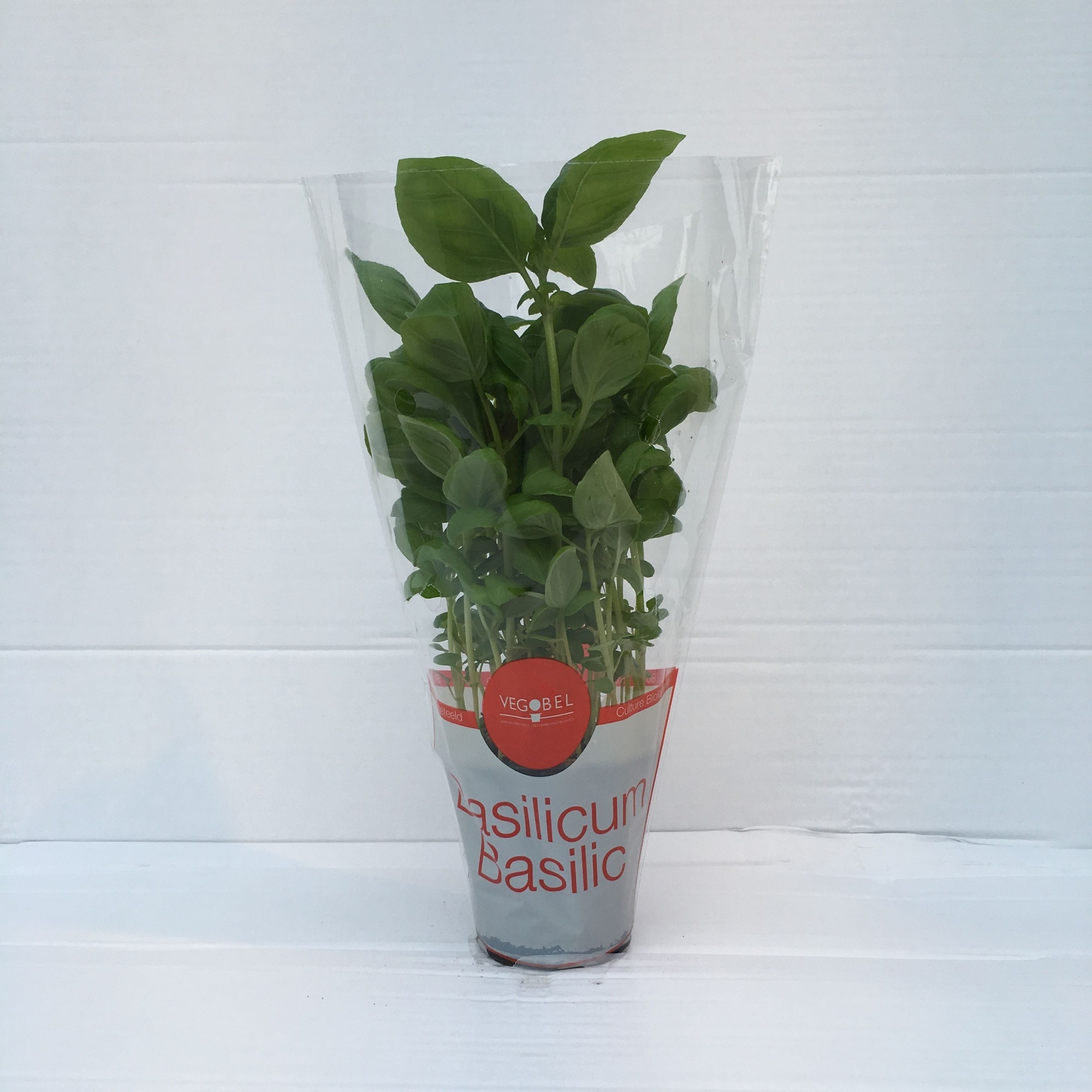 Basilicum P9, D 9 cm