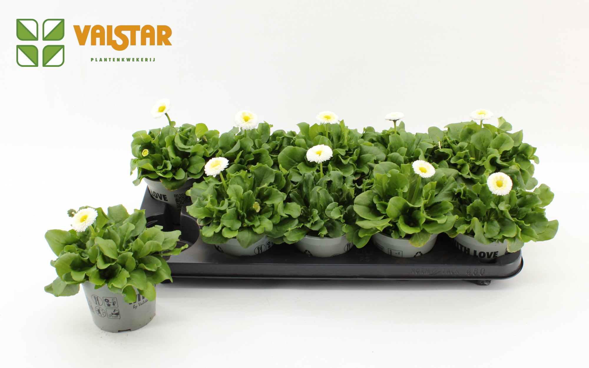 Bellis Perennis Belladaisy white 12 cm, D 12