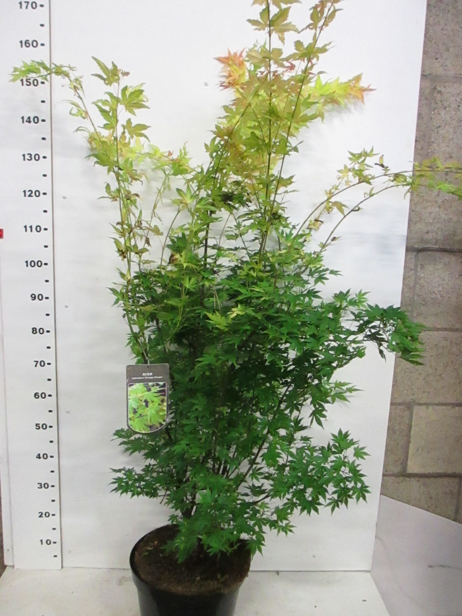 Acer palm. Orange Dream 125-150 P32, D 32 cm