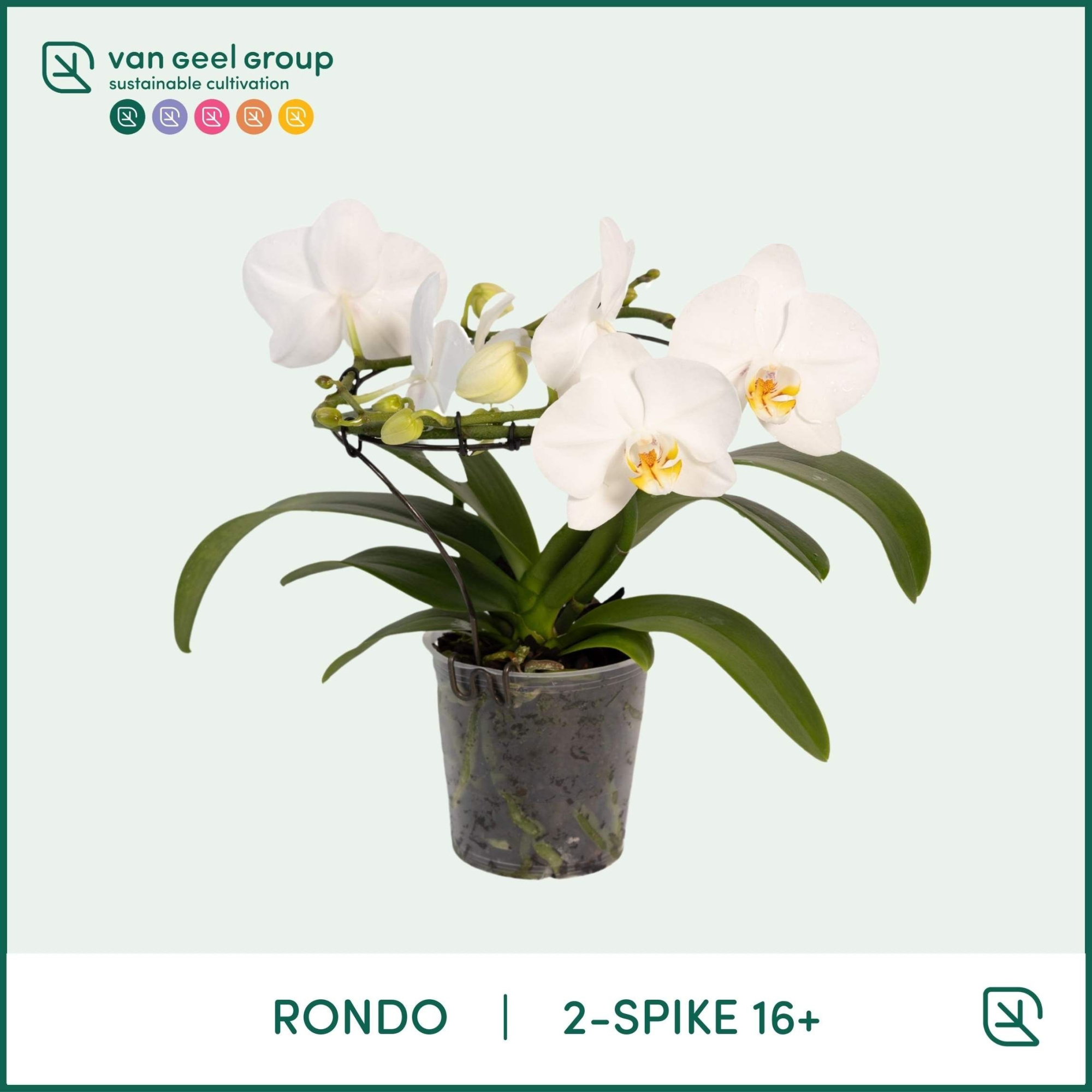 Rondo white, 2 spike 16+, D 12 cm