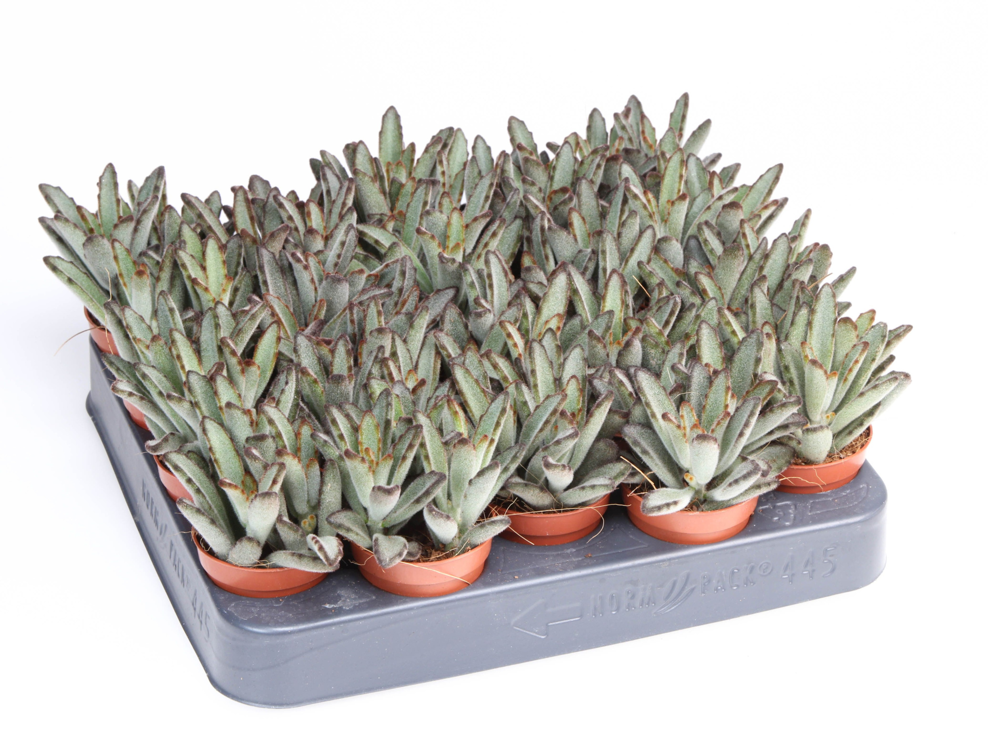 Kalanchoe Tomentosa Aida, D 5,5 cm