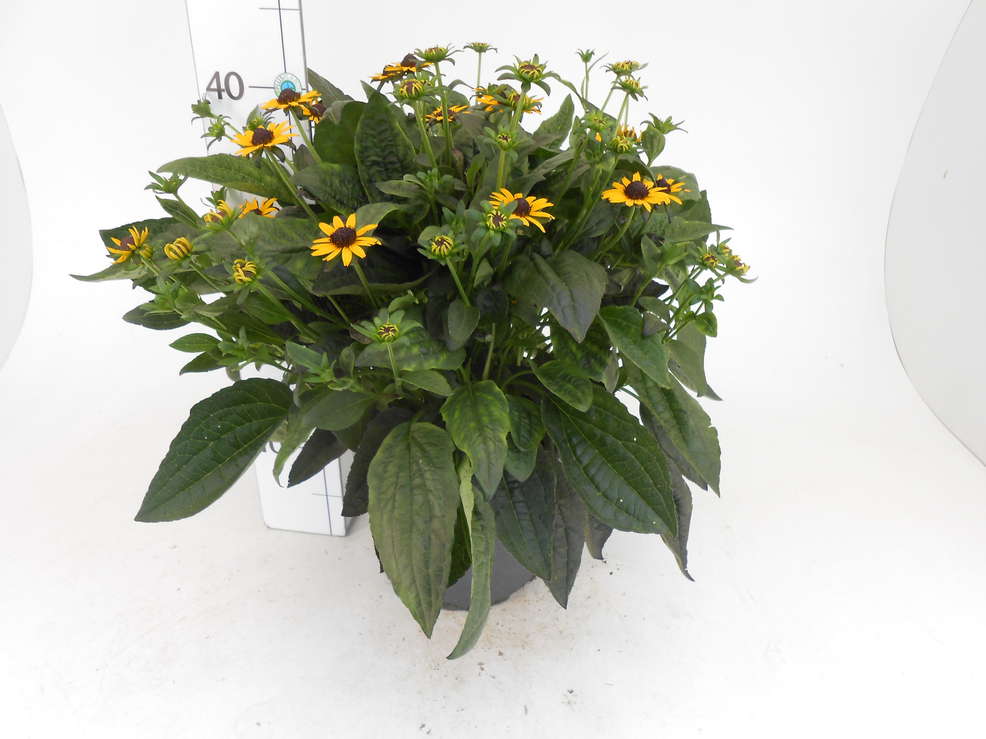 Rudbeckia 'little Goldstar', D 19