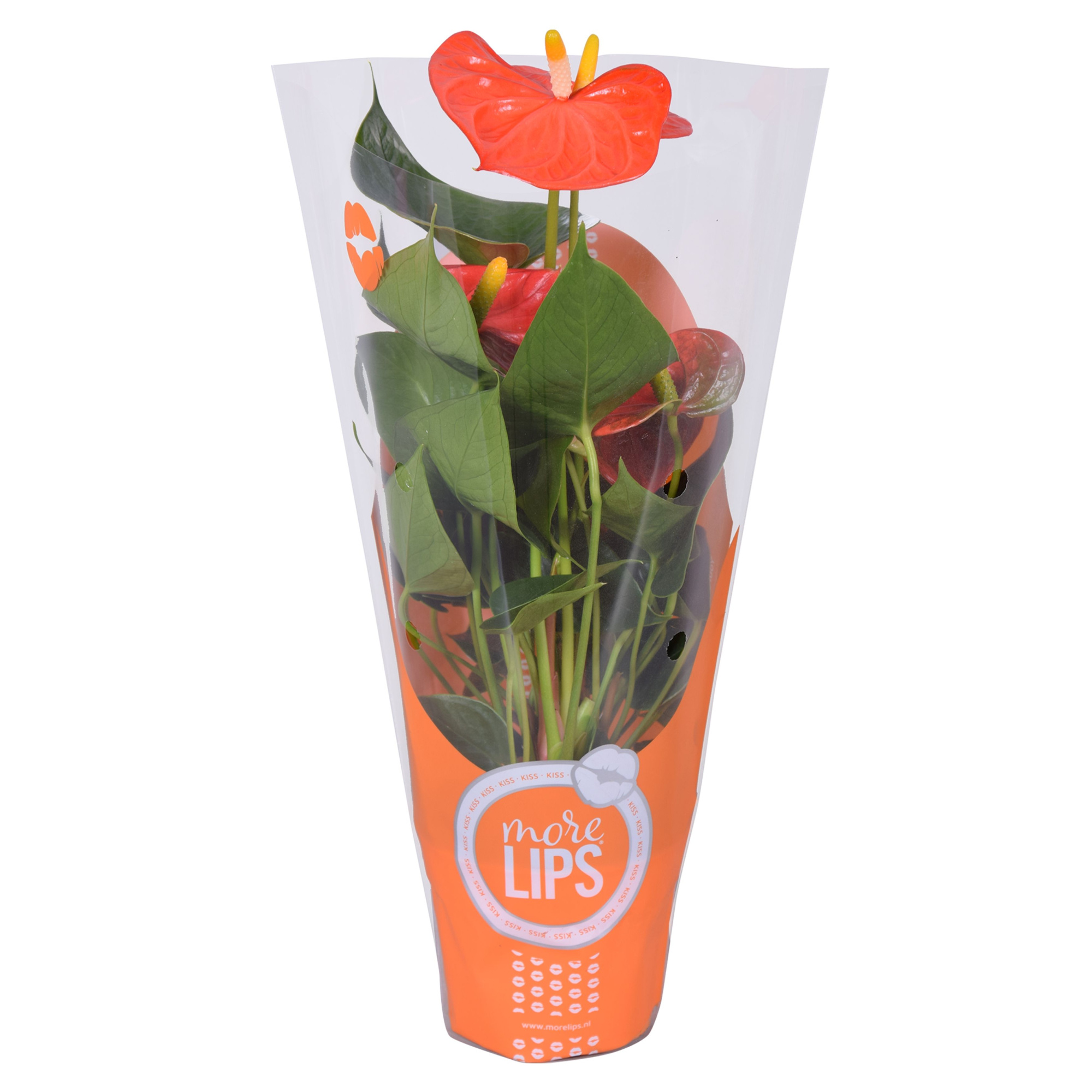 MoreLIPS® Anthurium Orange Champion in ShowHoes, D 9