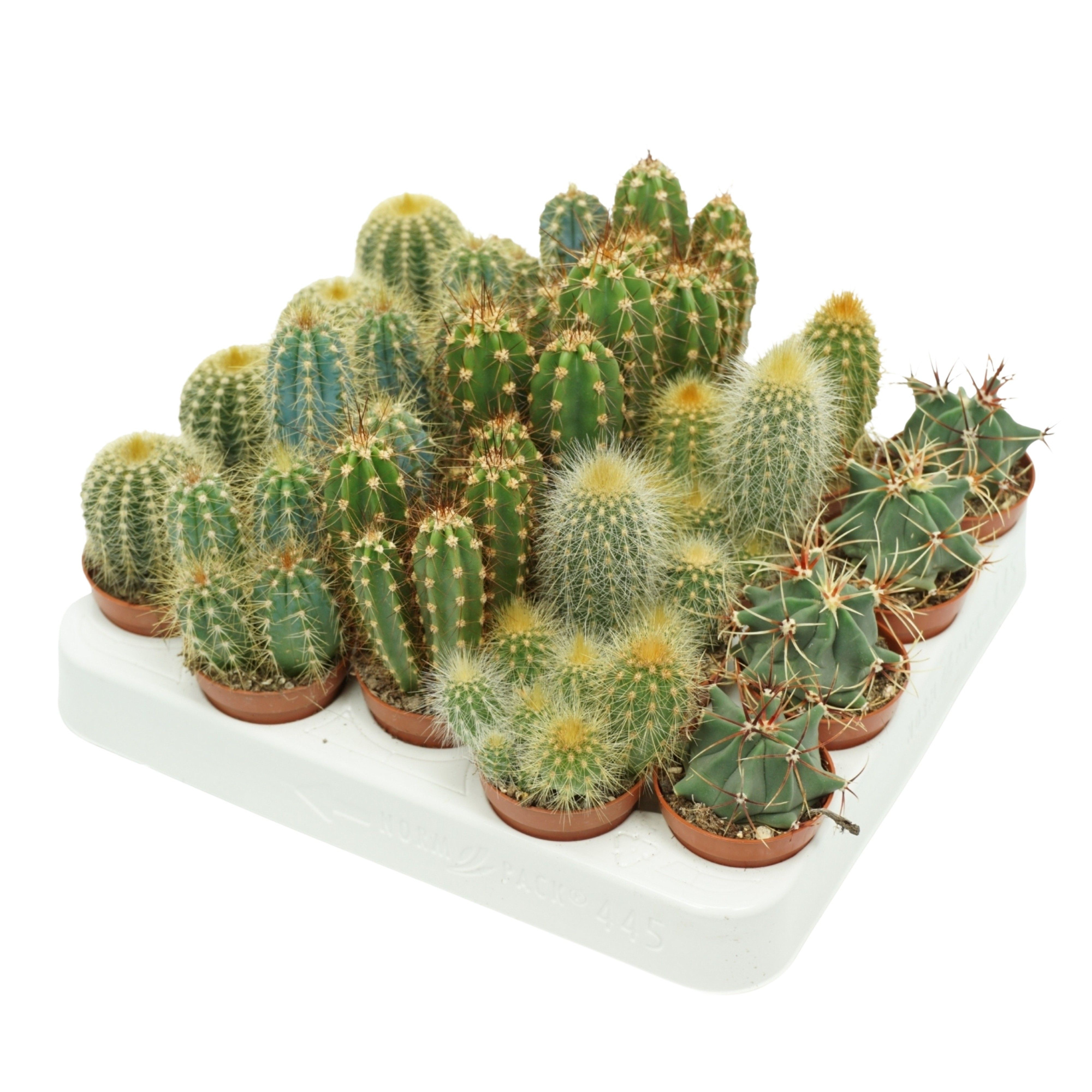 Cactus mix 5,5 cm op rij in presentatiedoos, D 5,5 cm