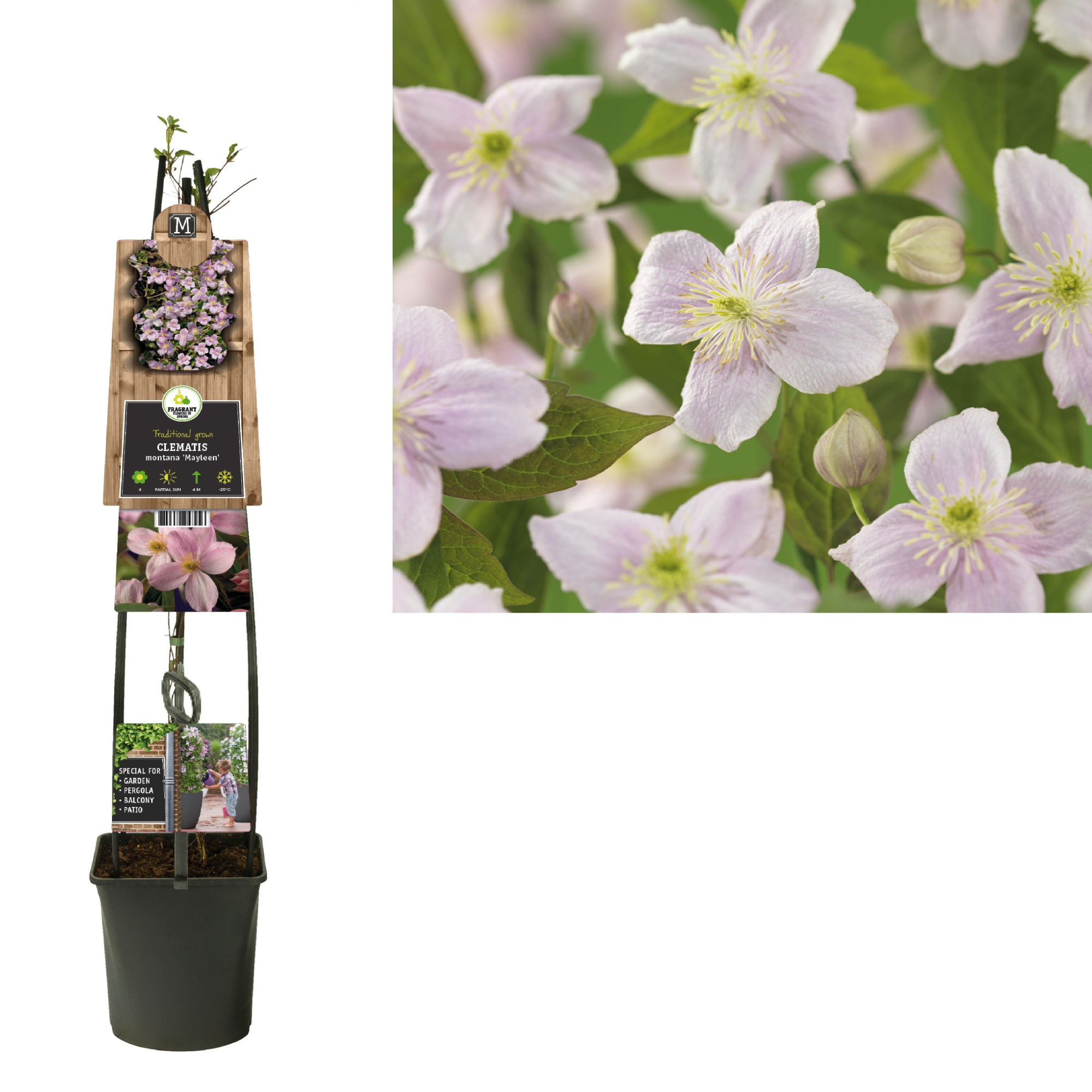 Clematis montana 'Mayleen' +3.0 label, D 23 cm