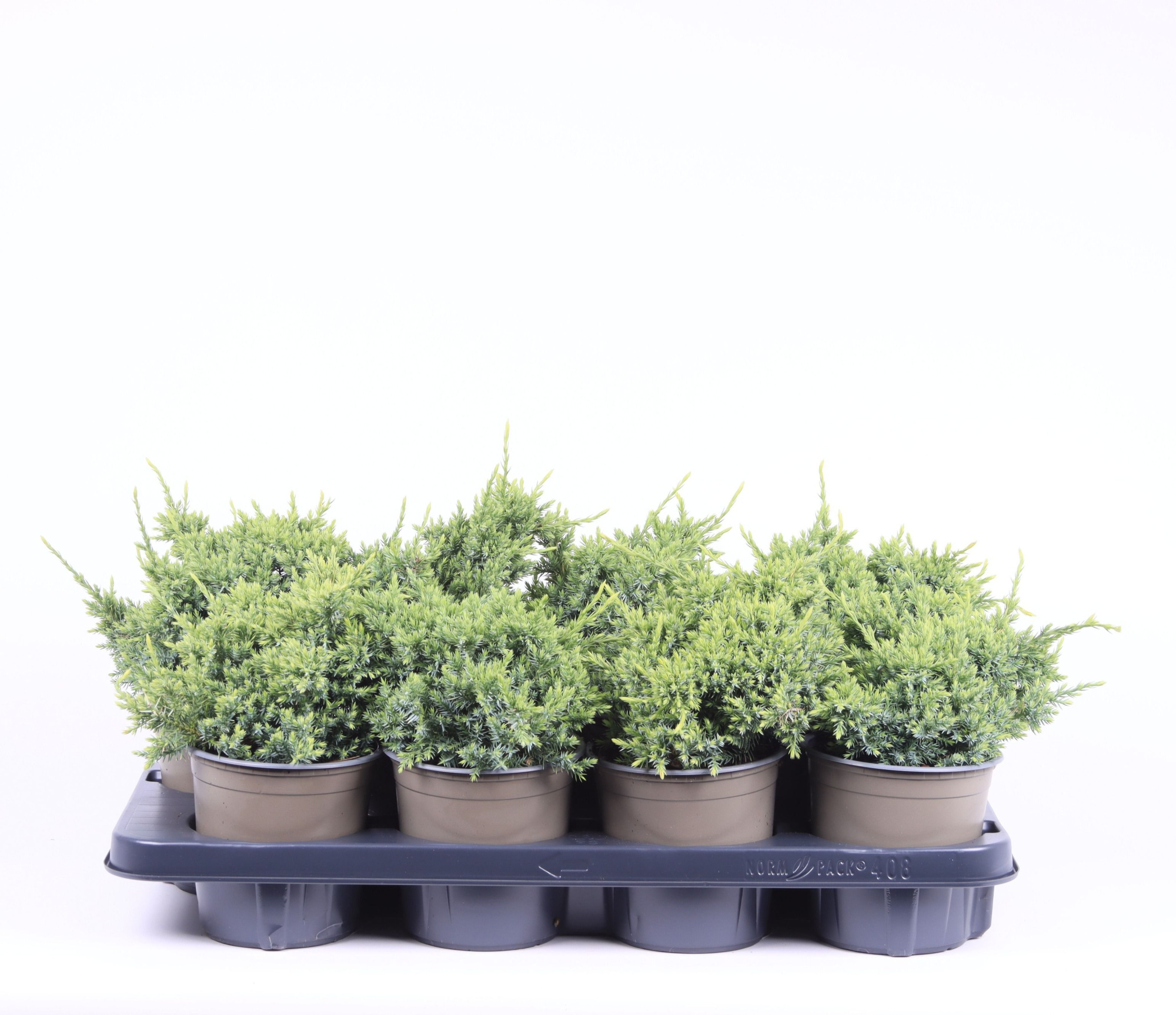 Juniperus squamata 'Holger', D 13 cm