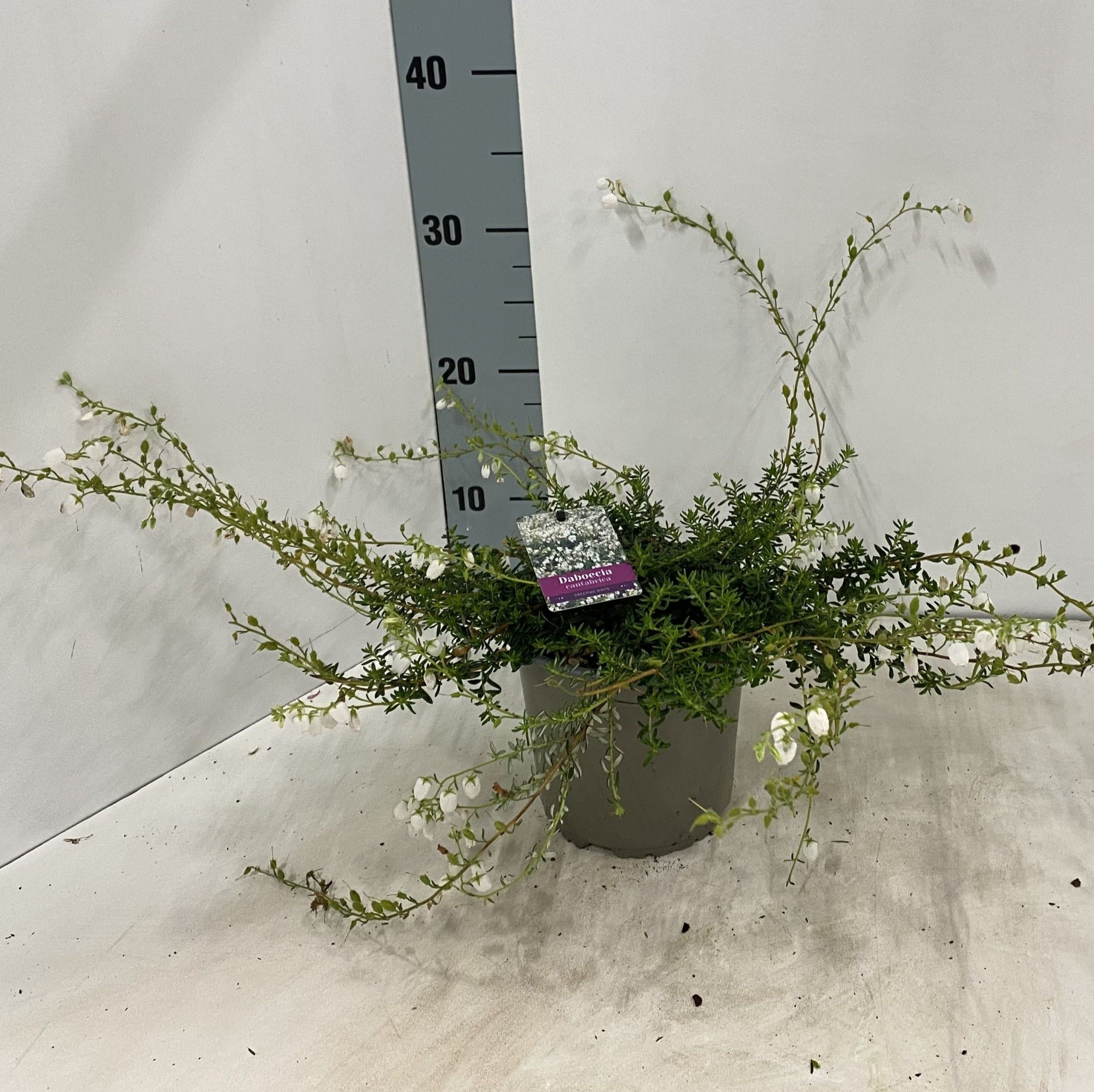 Daboecia cantabrica 'Creeping White', D 15 cm