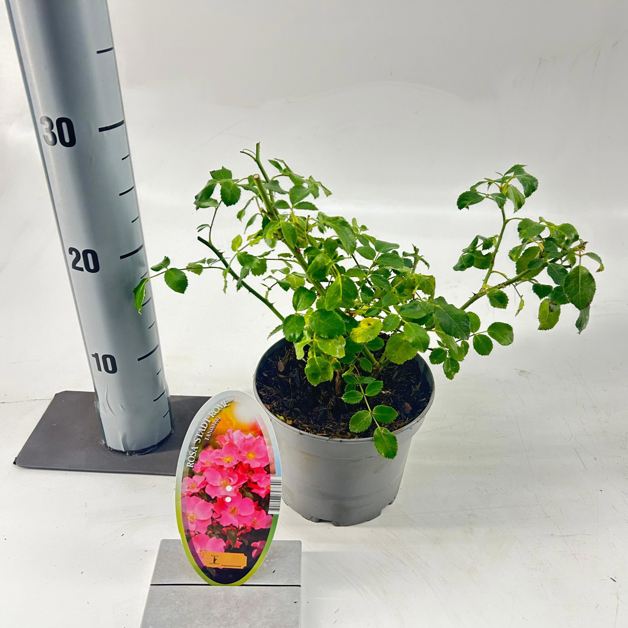 Rosa (H) 'Stad Rome', D 15