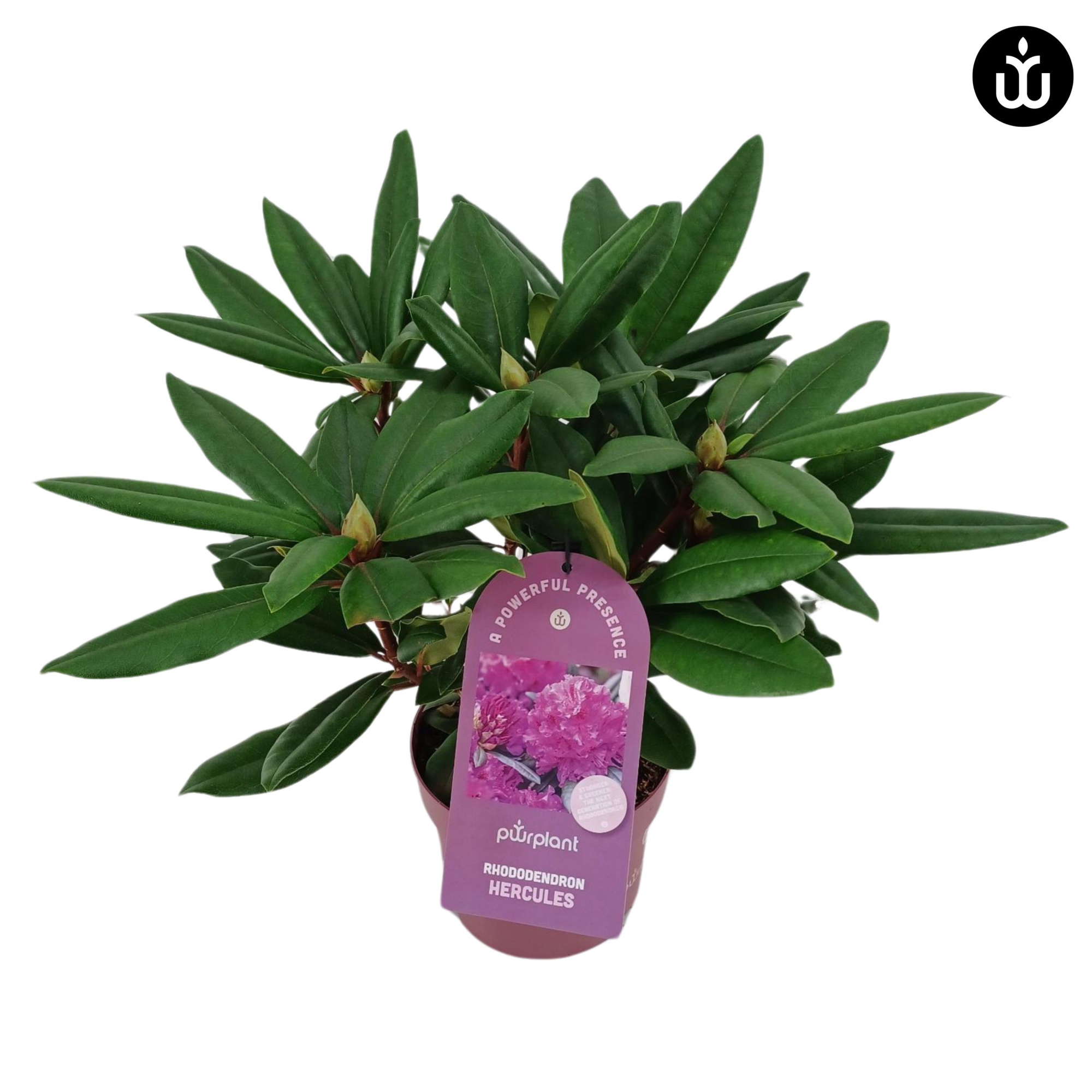 Rhododendron PowerPlant 30-35 /2 liter 'Hercules, D 17