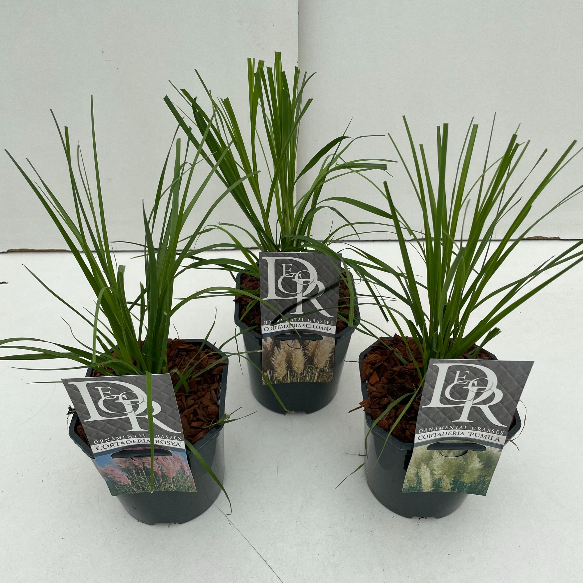 Cortaderia sell. mix, D 17 cm