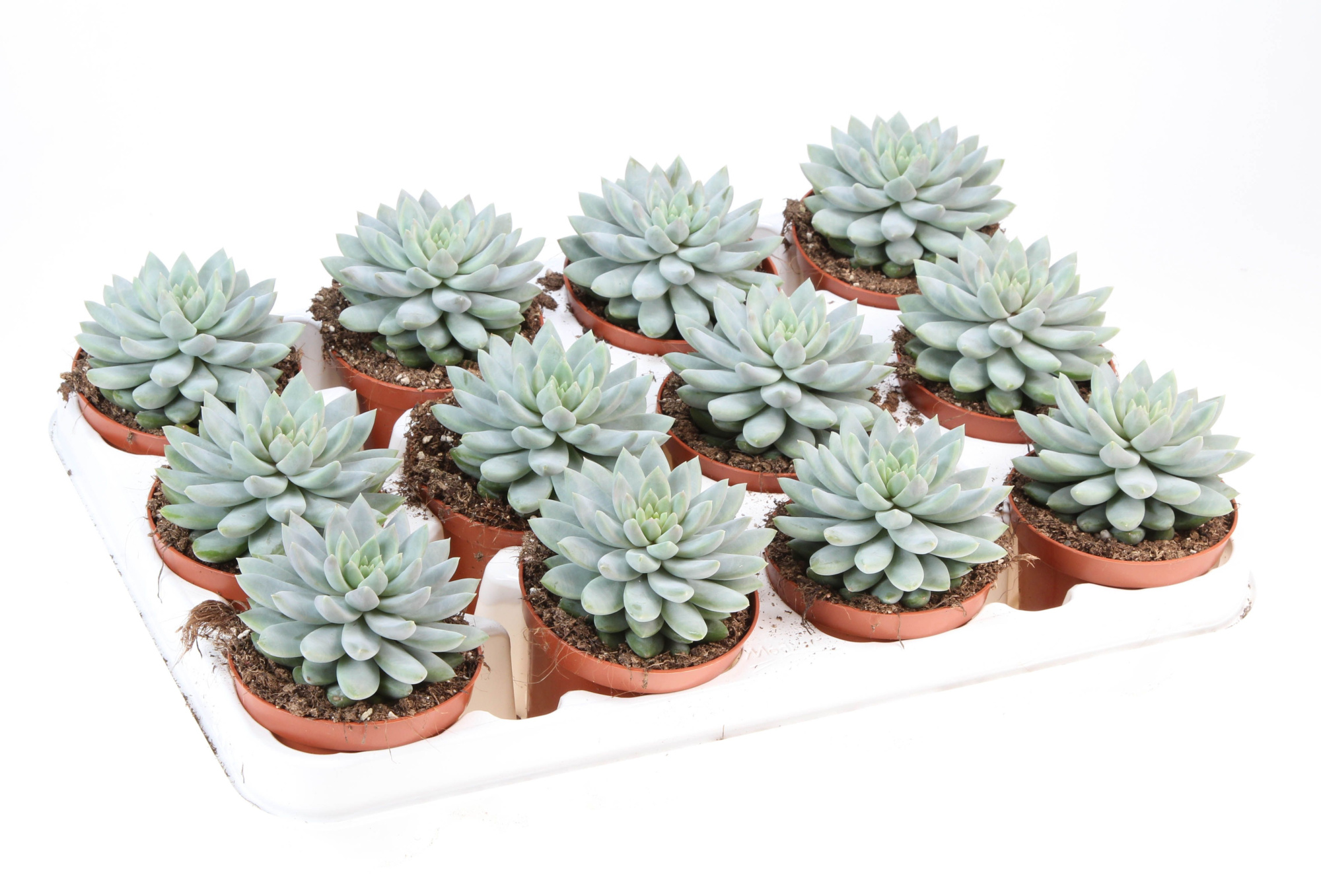 Echeveria Estrela, D 8,5