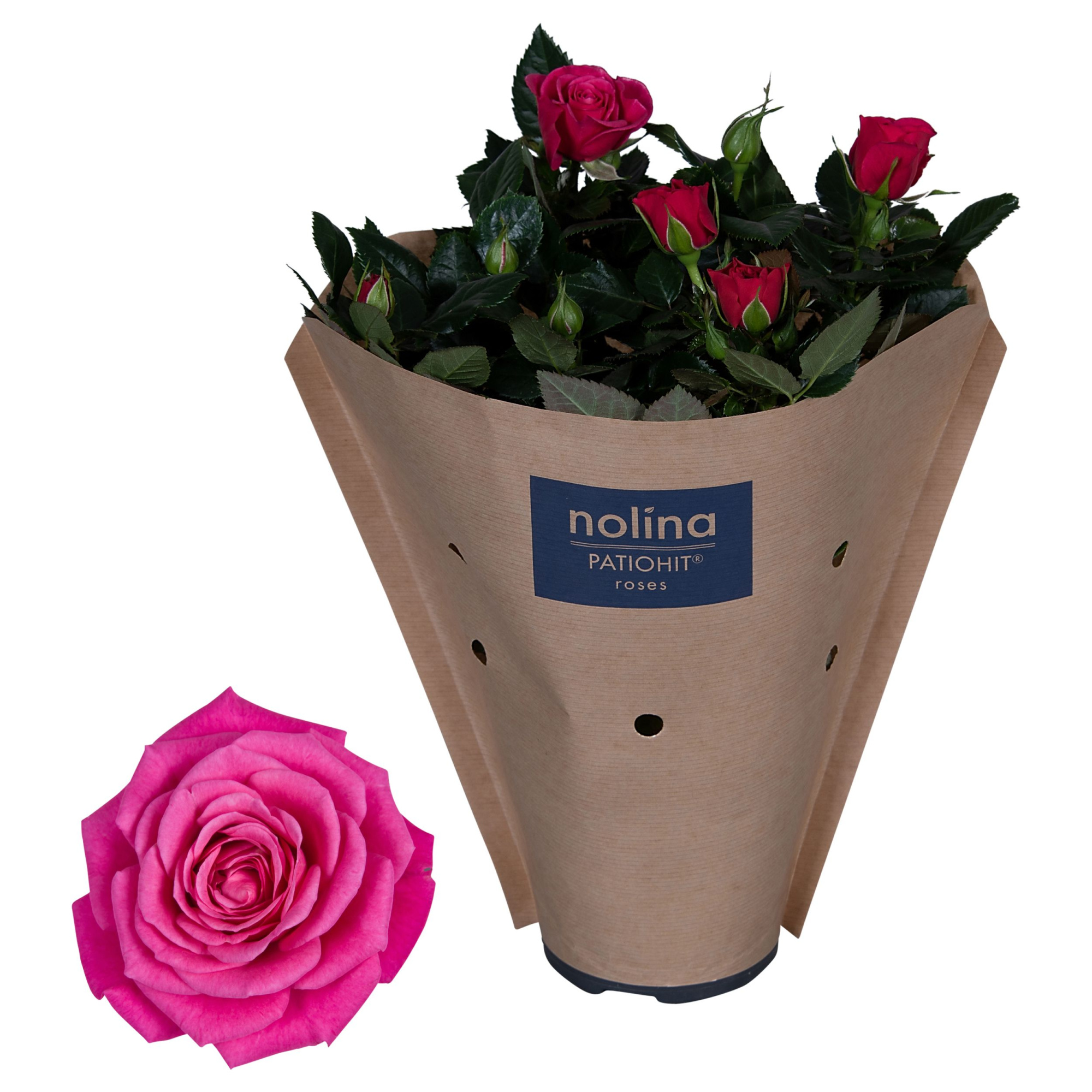 Nolina Roses Ø 13 cm Deep pink Paper sleeve, D 13