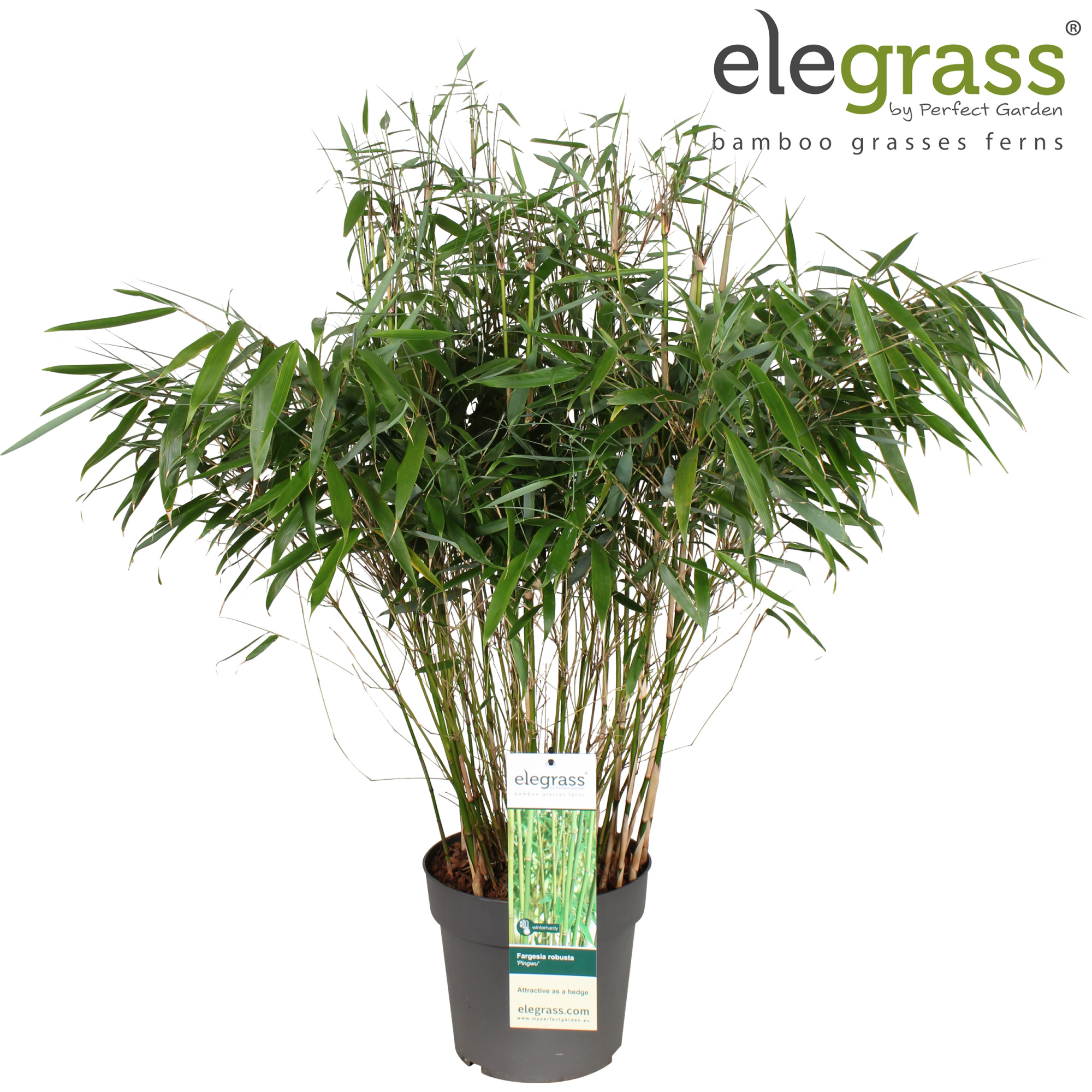 Fargesia robusta 'Pingwu' P23, D 23