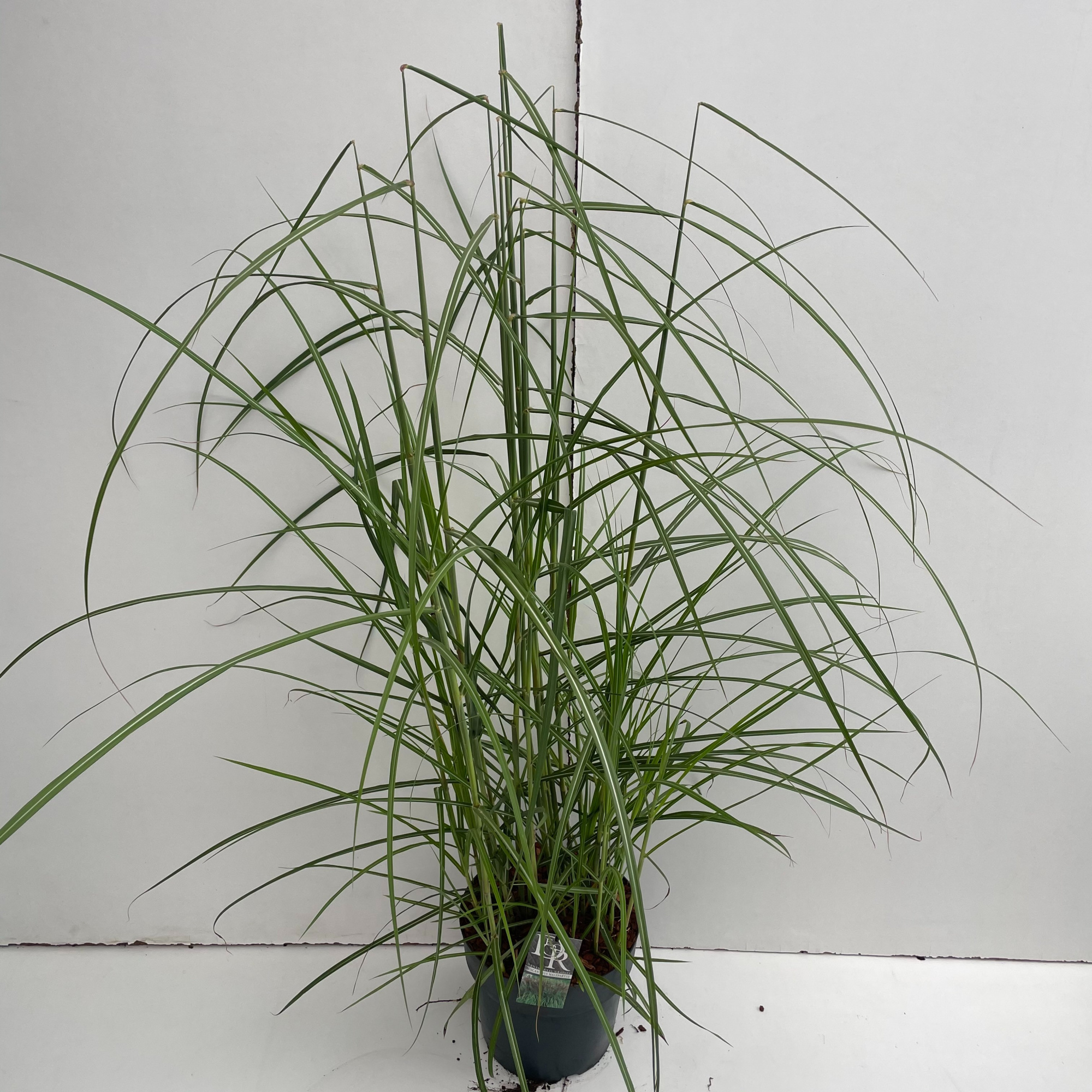 Miscanthus 'Malepartus', D 29 cm