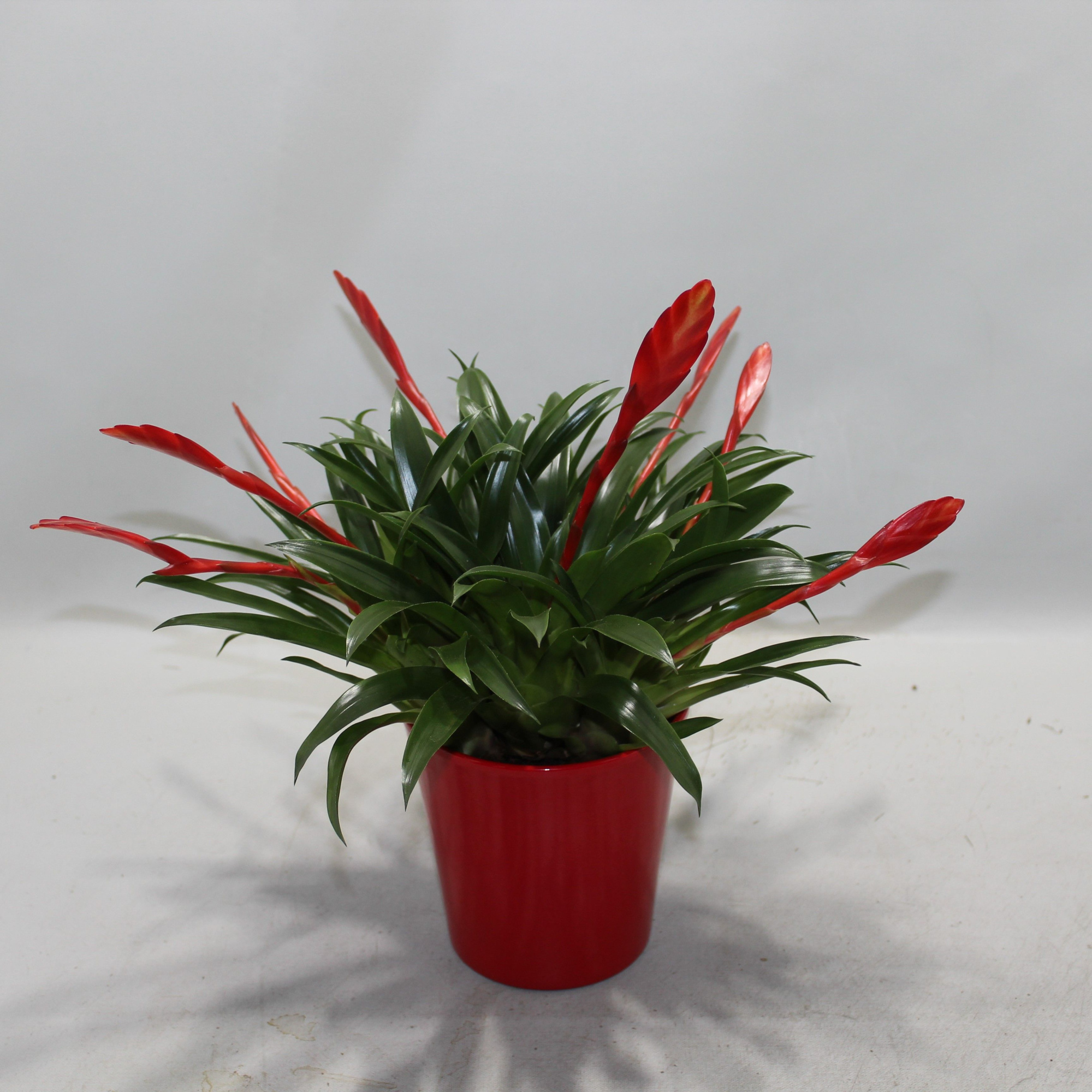 Vriesea Multiflower Conchita Rood Coco, D 13 cm