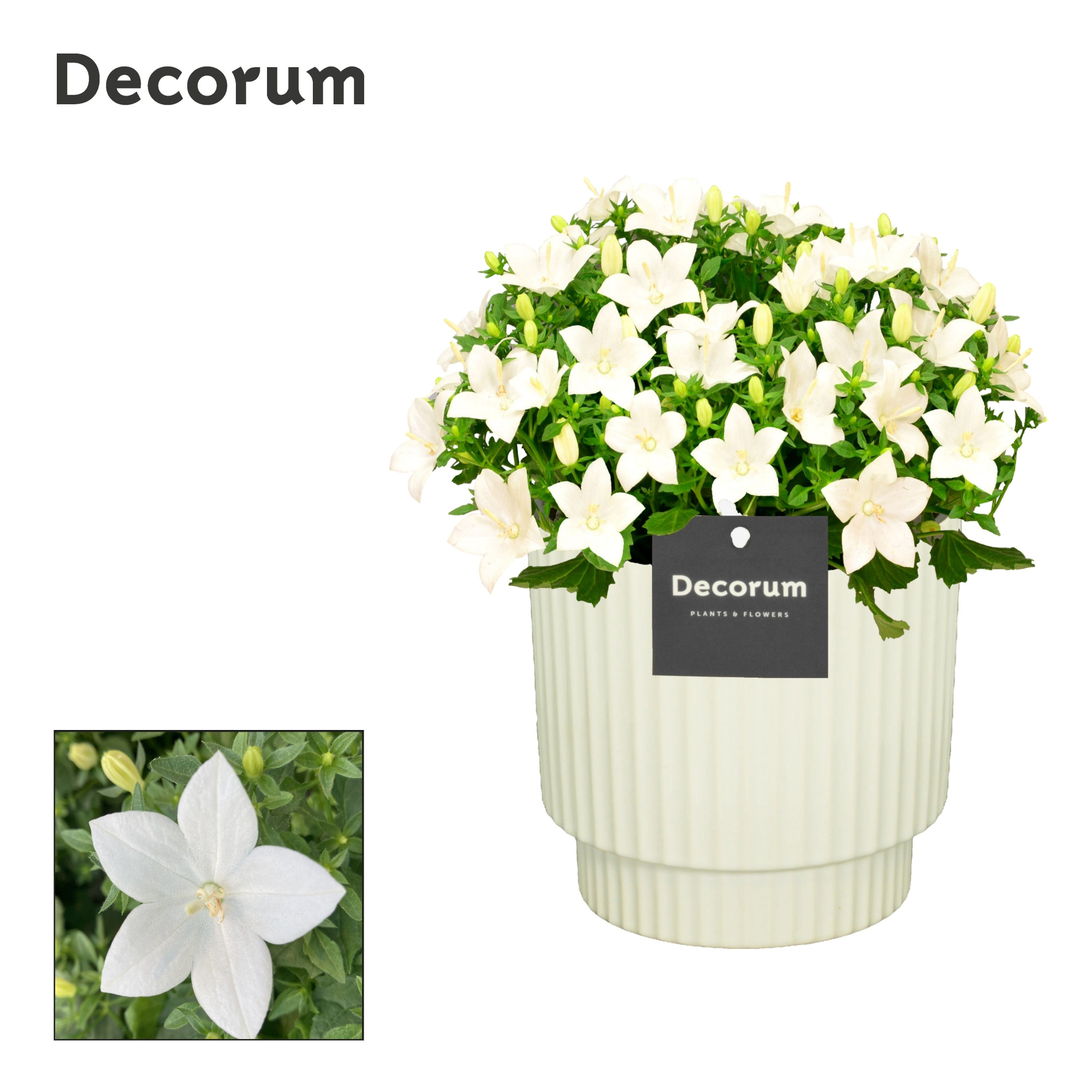 Campanula 'Atlanta' Decorum Ivy, D 15