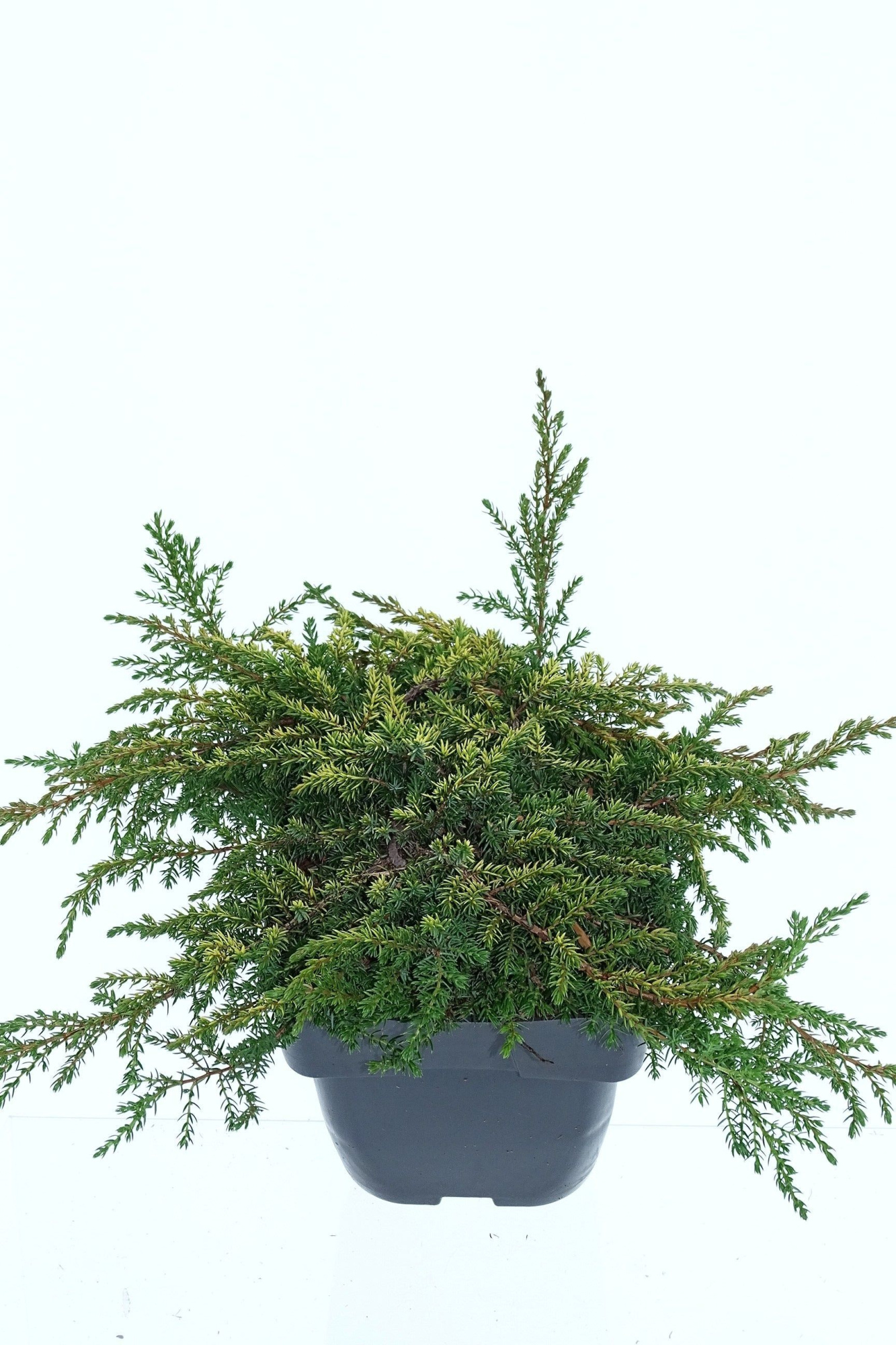 Juniperus communis 'Lemon Carpet', D 19