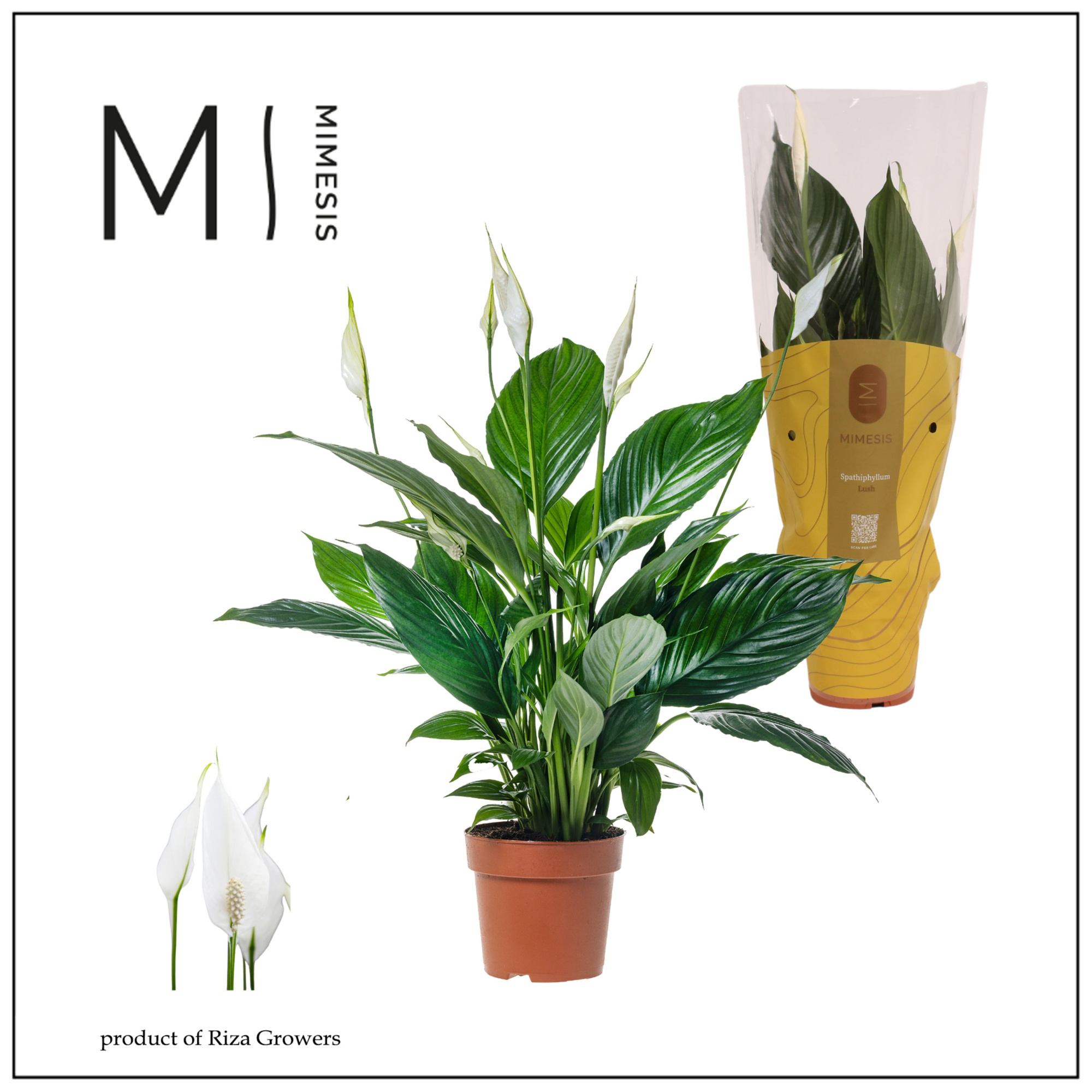 Spathiphyllum Pico Cupido - 13cm | Mimesis, D 13 cm