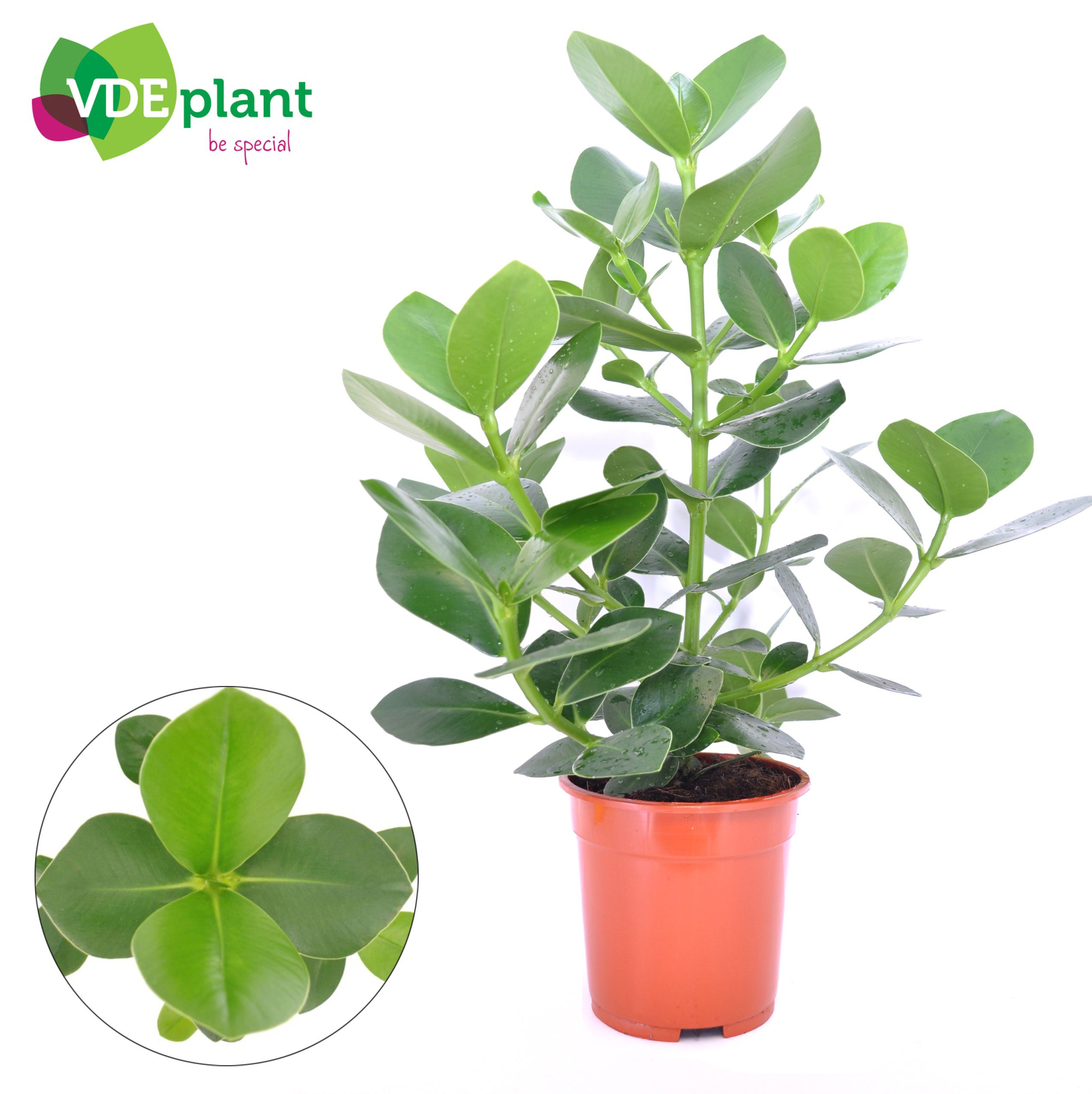 Clusia princess 17cm, D 17 cm