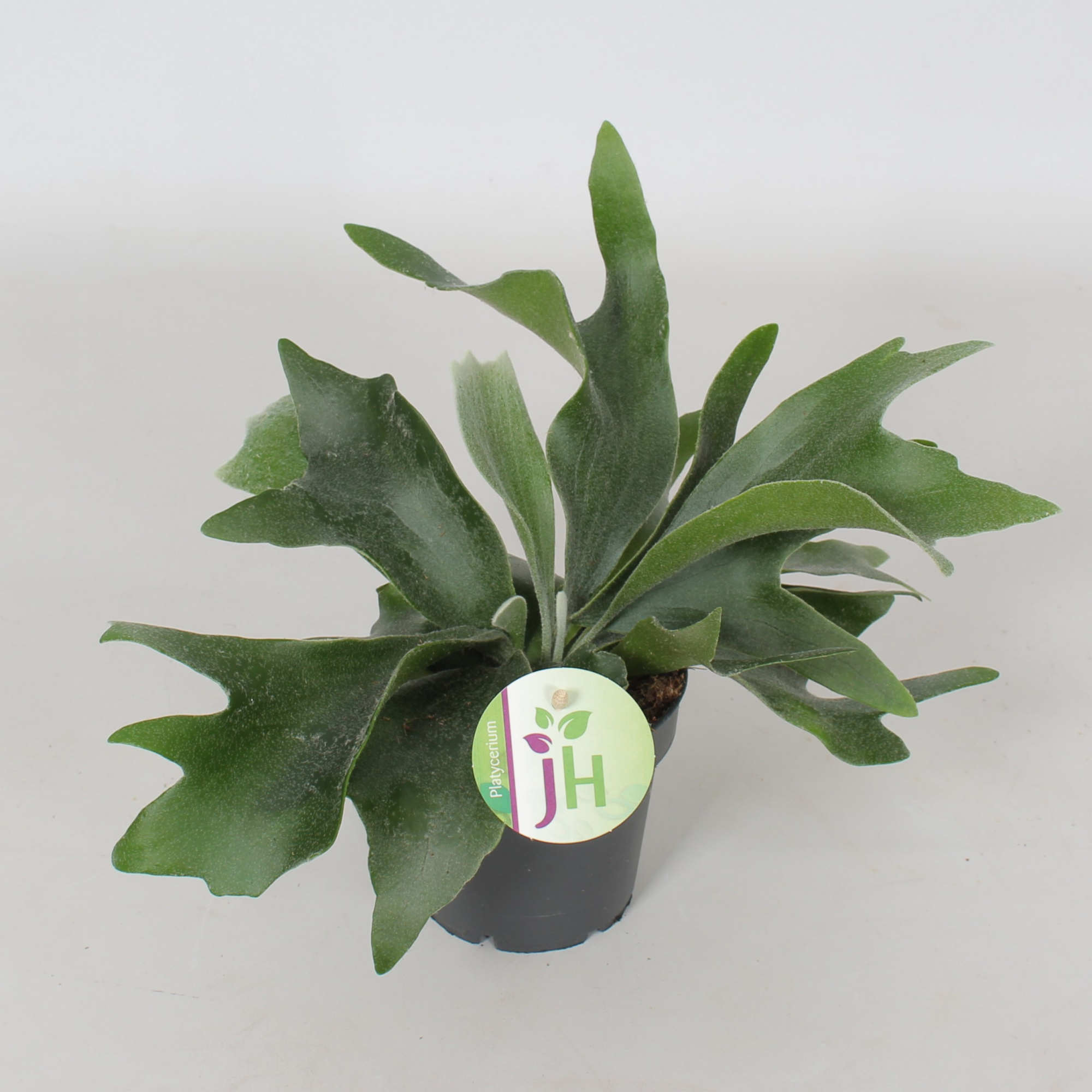 Platycerium 'Bifurcatum', D 12