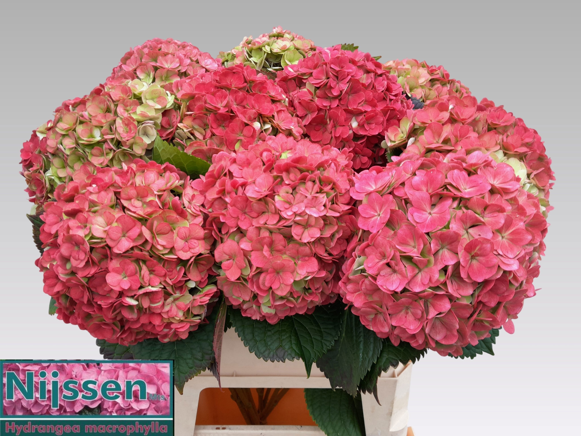 Гортензия Адора Классик 60, шт.