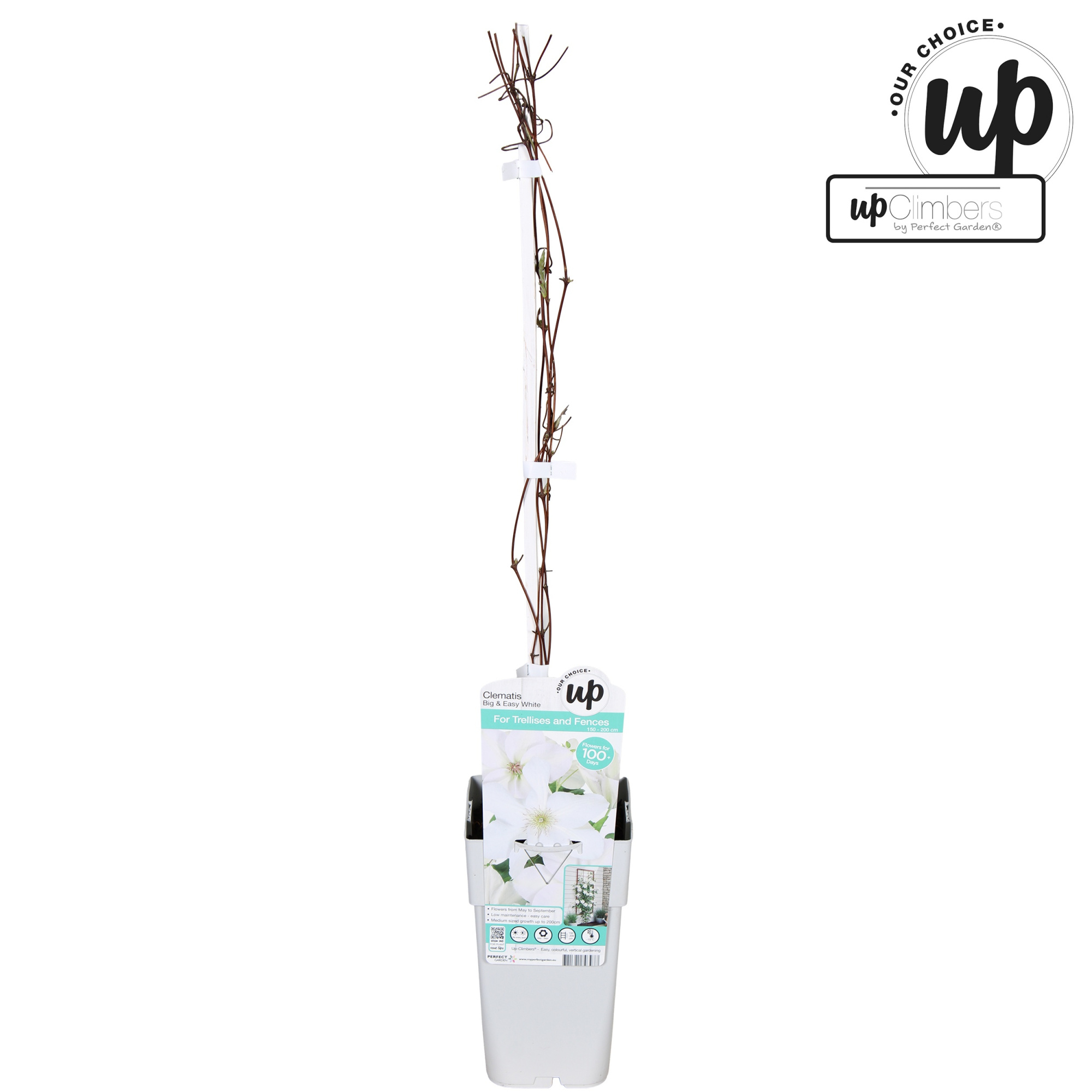 Clematis Big and Easy White - Guernsey Flute P15, D 15