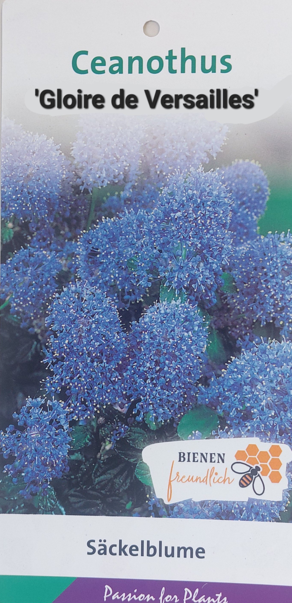 Ceanothus del. 'Gloire de Versailles' 40-50C5, D 23 cm