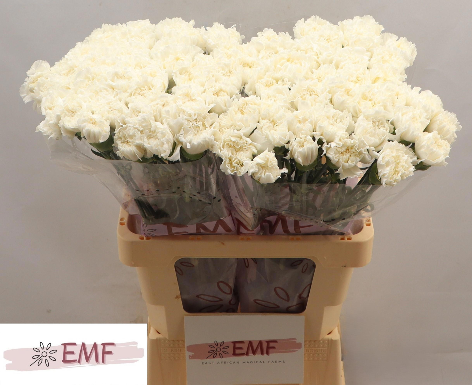 Диантус од. Мадам Колетте, шт.