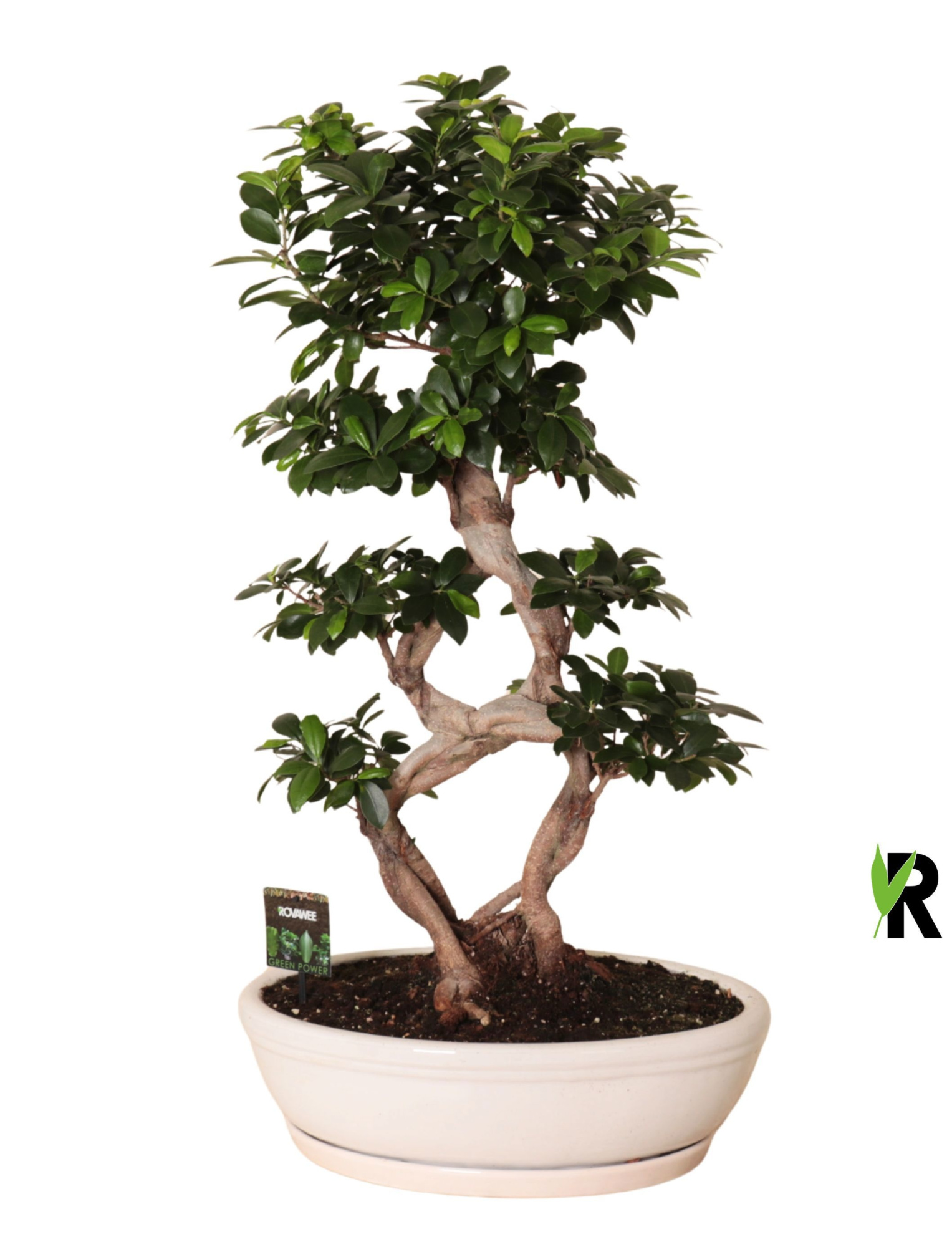 Ficus micr. 8-type in keram. ovaal schaal met schotel wit, D 45