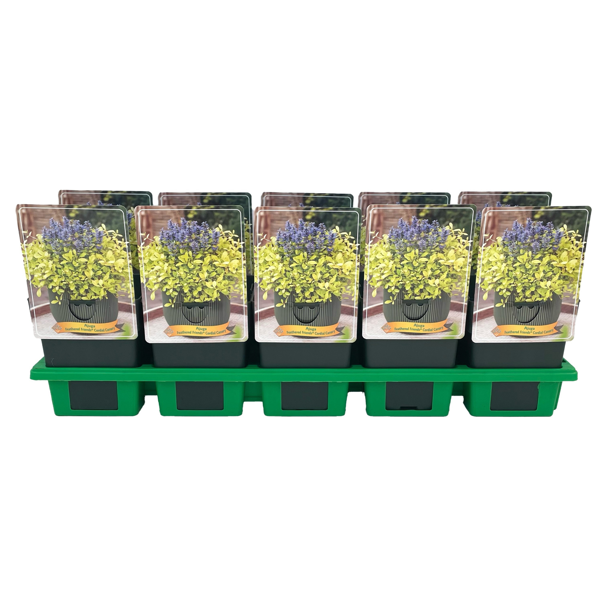 Ajuga reptans Feathered Friends™ Cordial Canary P11, D 11 cm