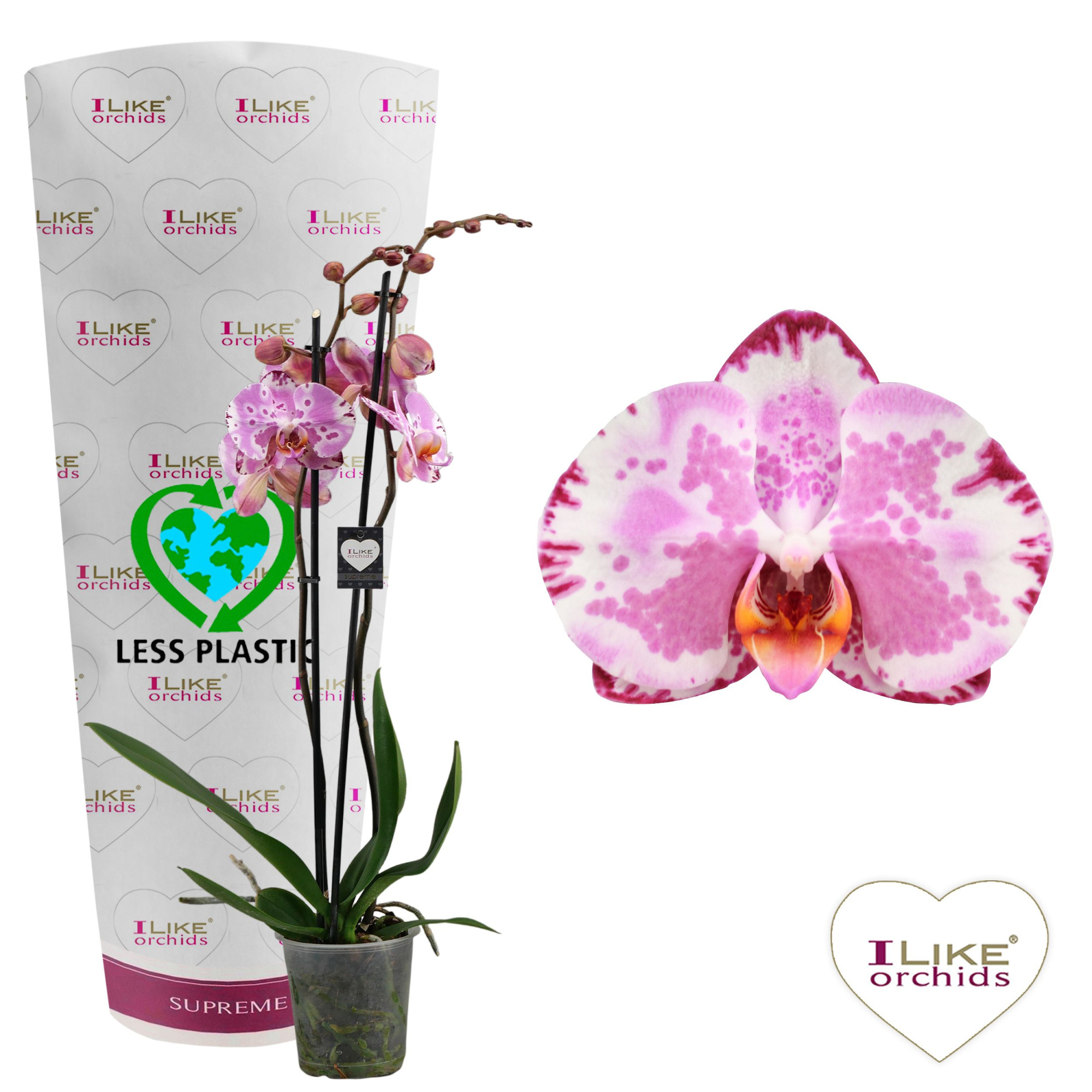 Phalaenopsis Ismaeli - 2 tak 60cm (Less Plastic), D 12