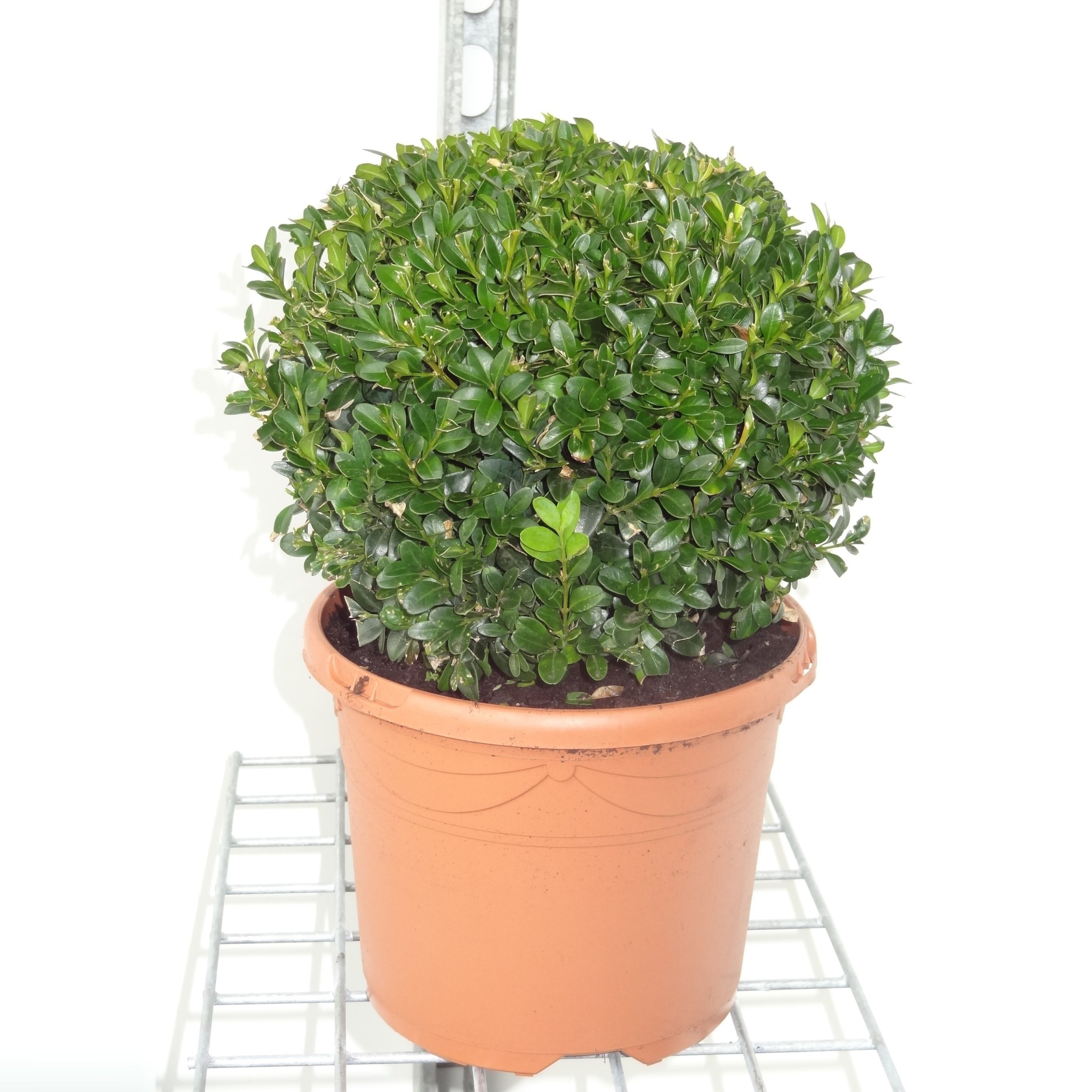 Buxus sempervirens bol 20/22, D 19 cm