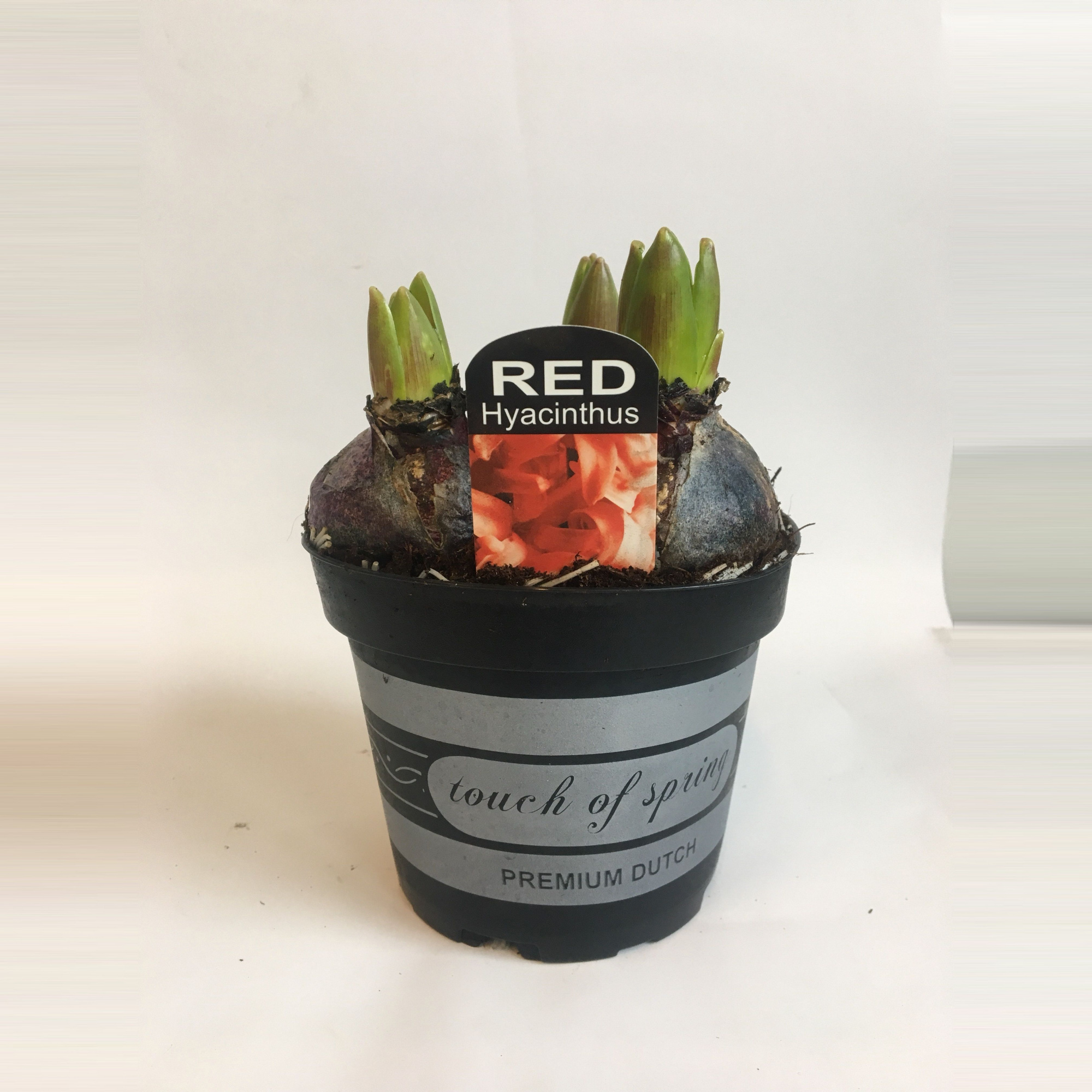 12 cm Hyacint Jan Bos, D 12 cm