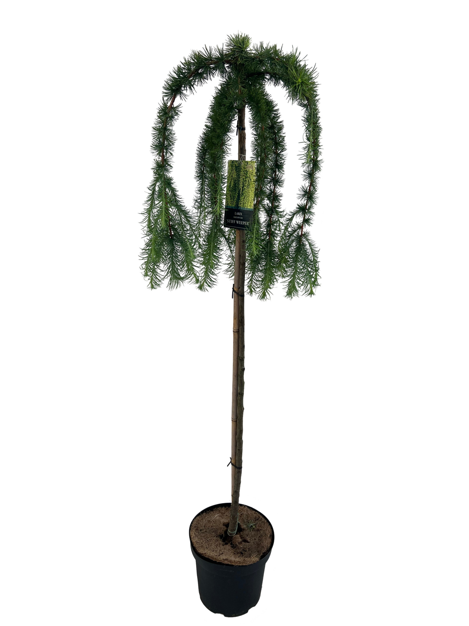 Larix Kaempferi Stiff Weeper Stam 120cm, D 27 cm