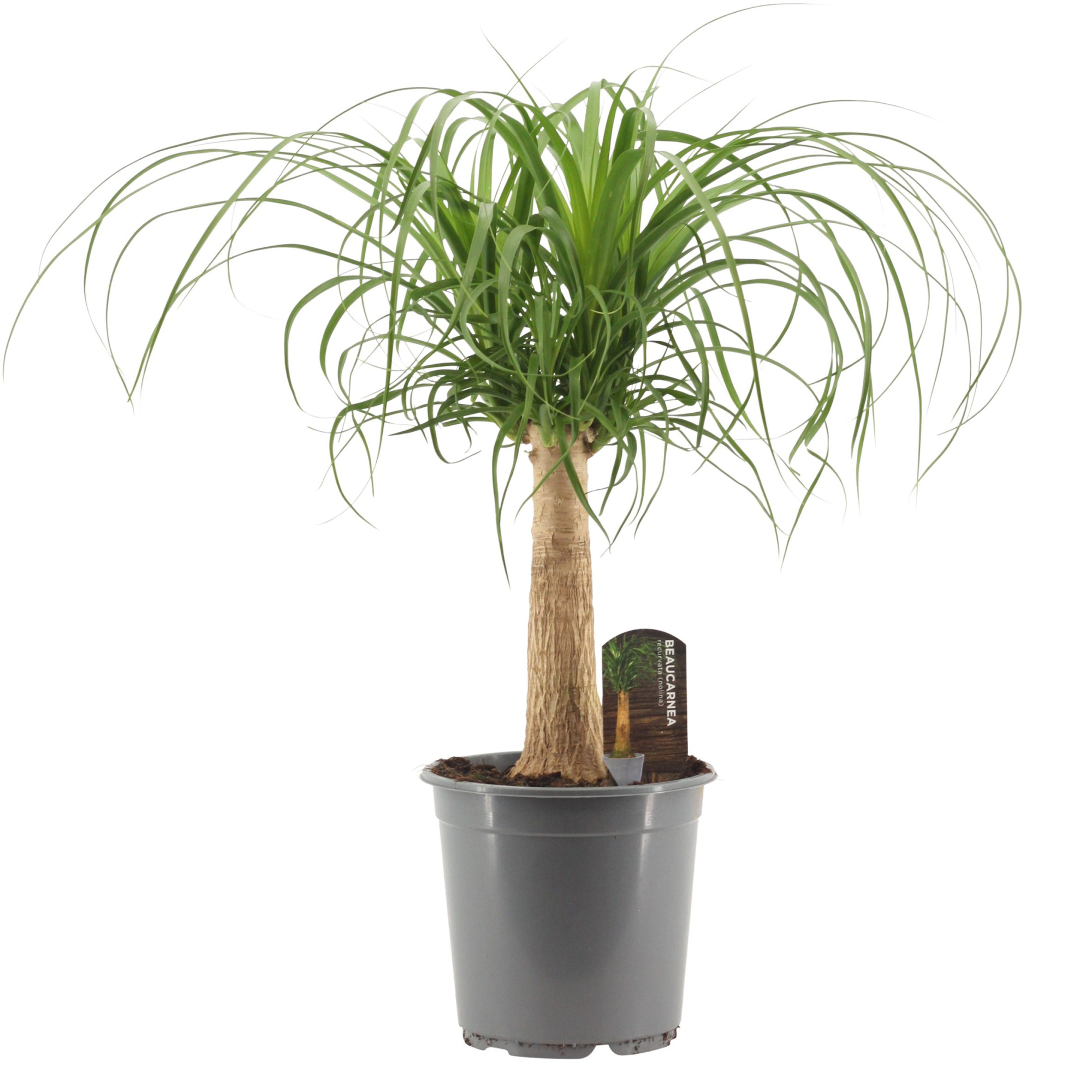 Beaucarnea Recht 21 cm, D 21