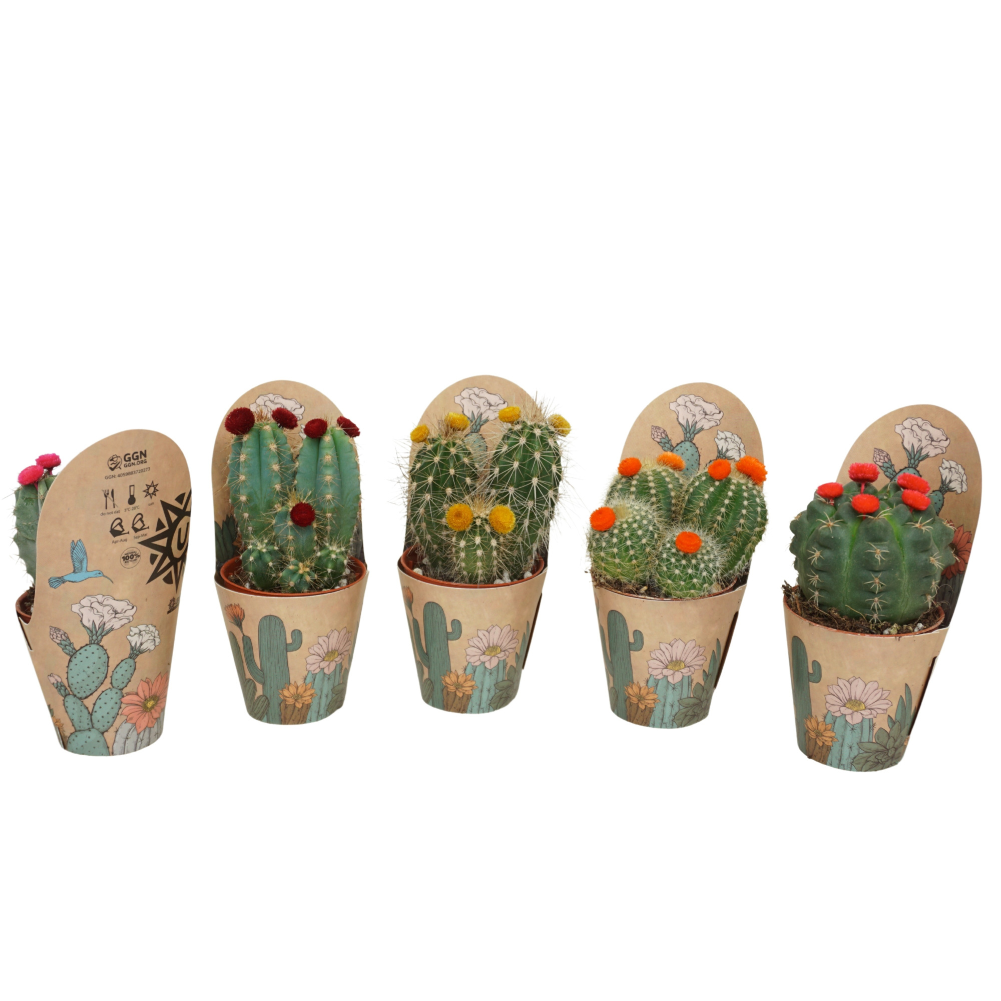 Cactus mix strobloem 5,5 cm in Ubink potcover, D 5,5 cm