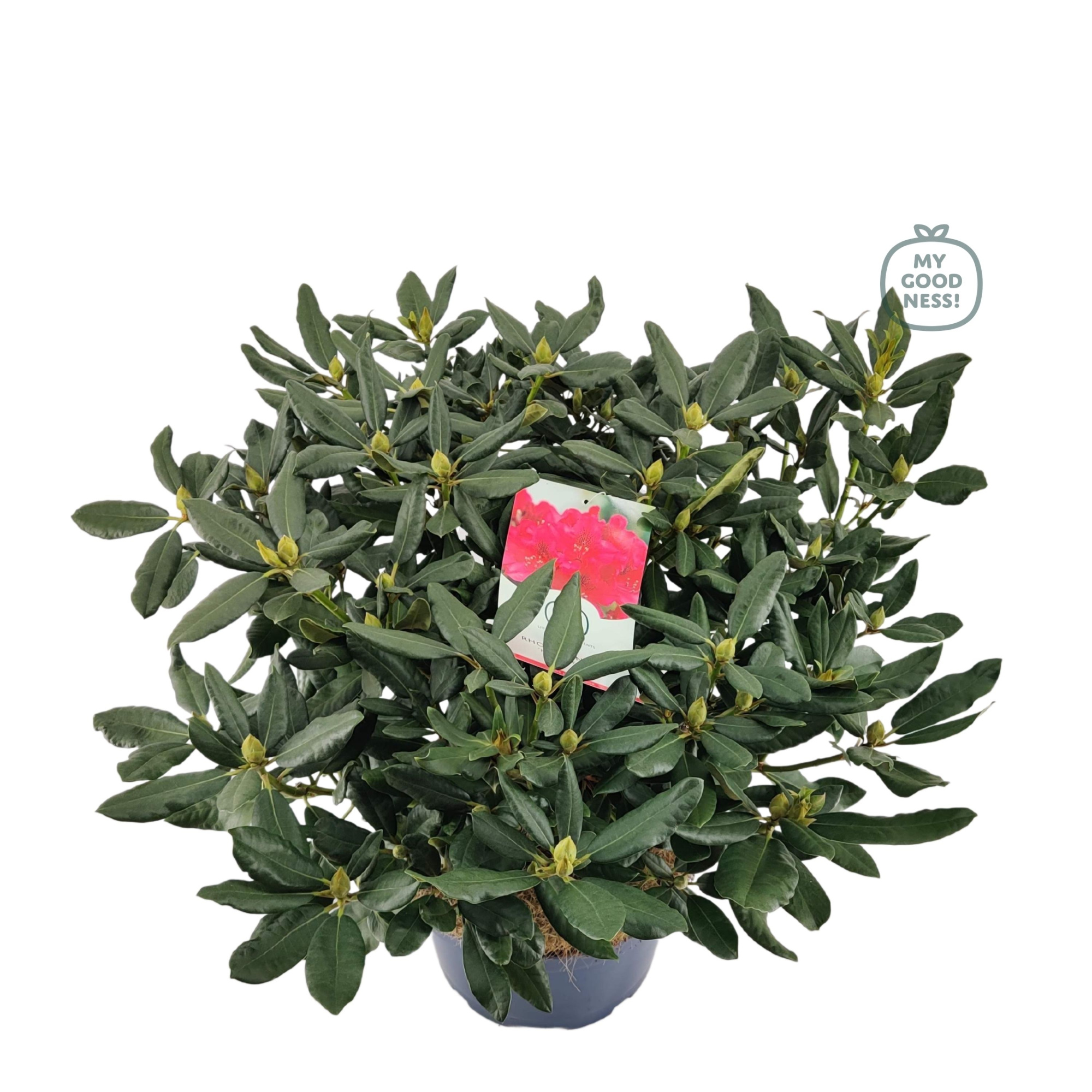 Rhododendron 70-80 /15 liter 'Nova Zembla', D 34 cm