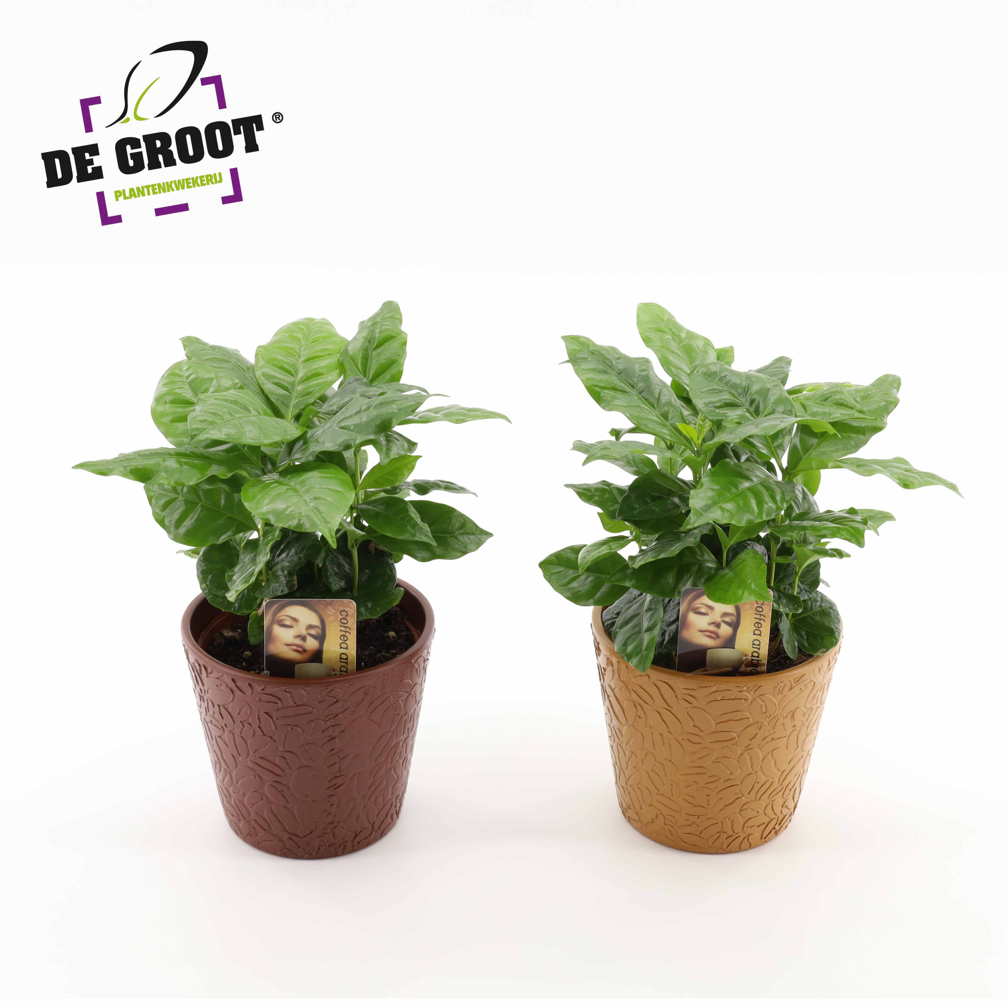 Coffea arabica in keramiek, D 12