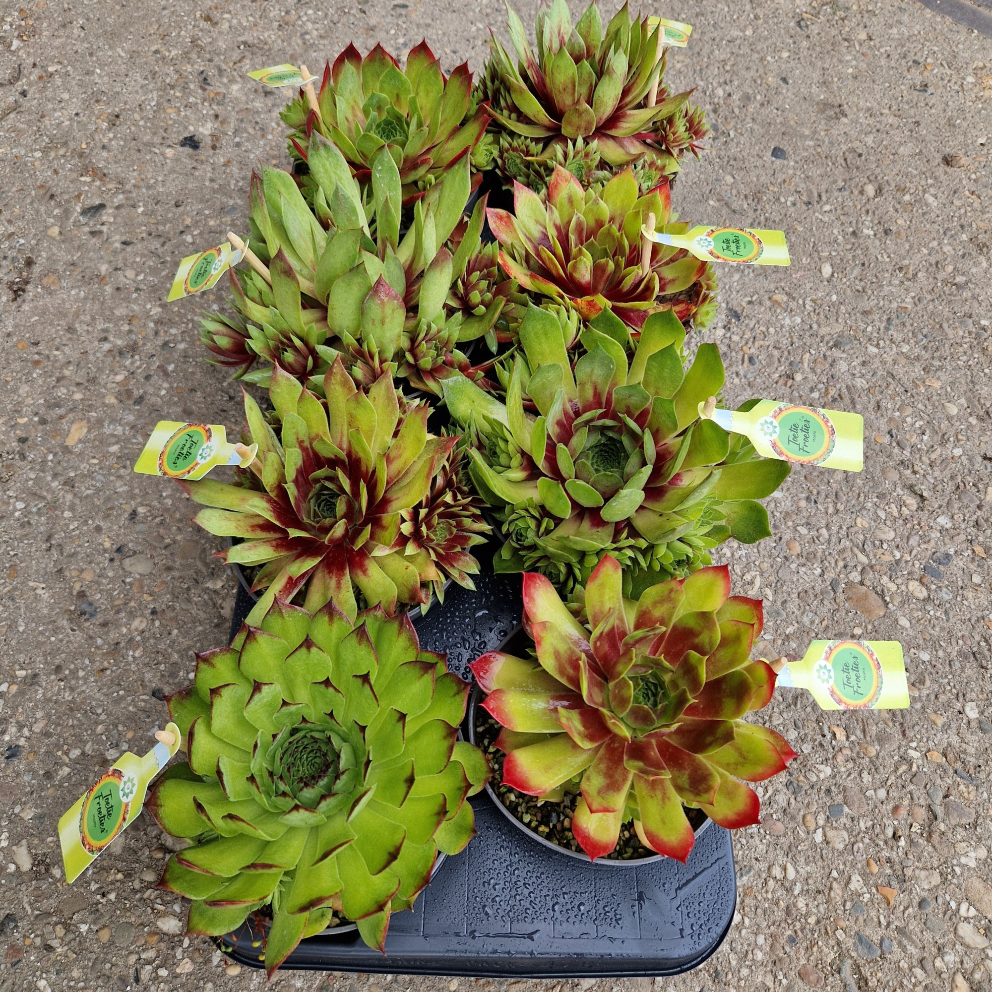 Sempervivum Toetie Froeties Mojito Schaaltje 13, D 13 cm