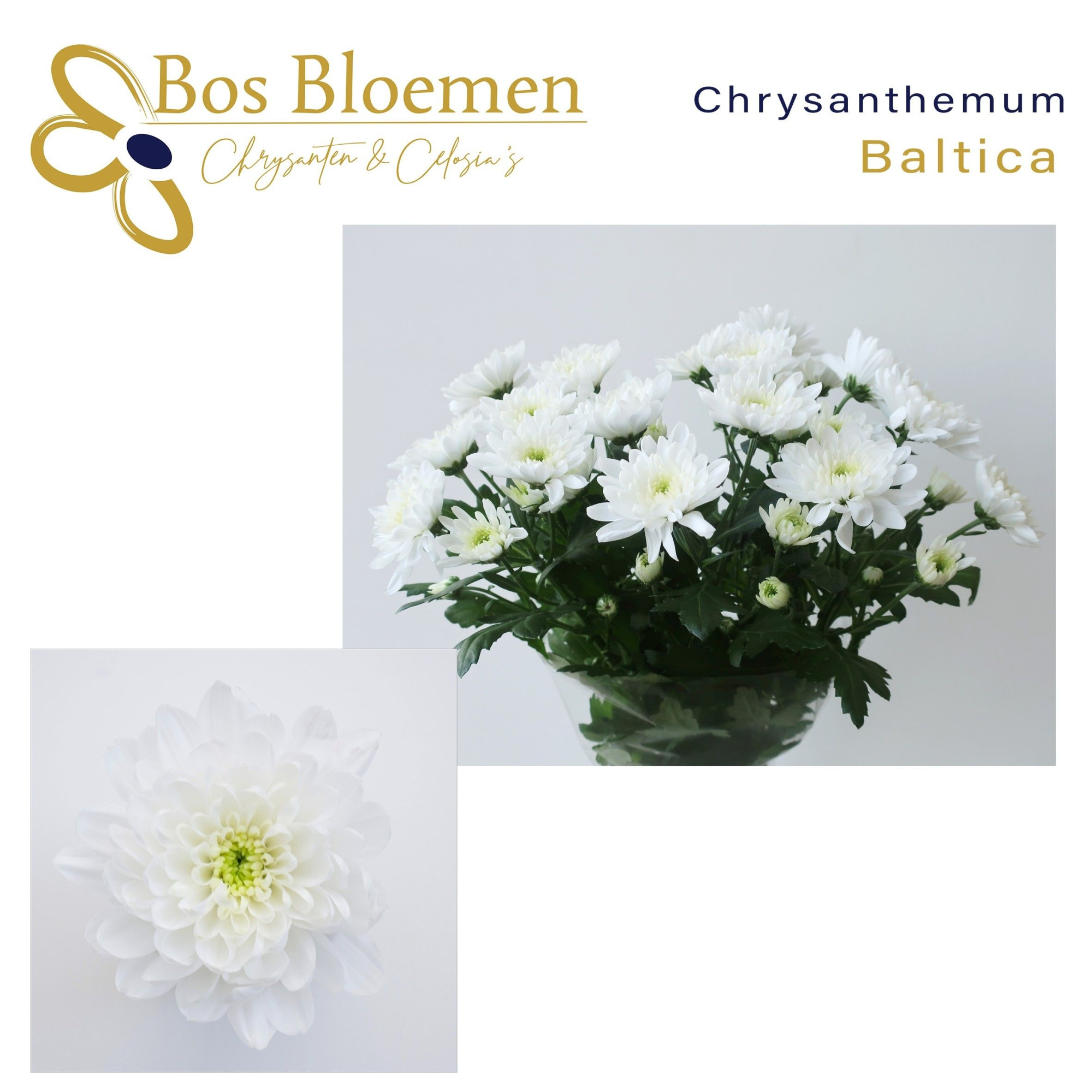 Хризантема куст. Балтика 65, шт.