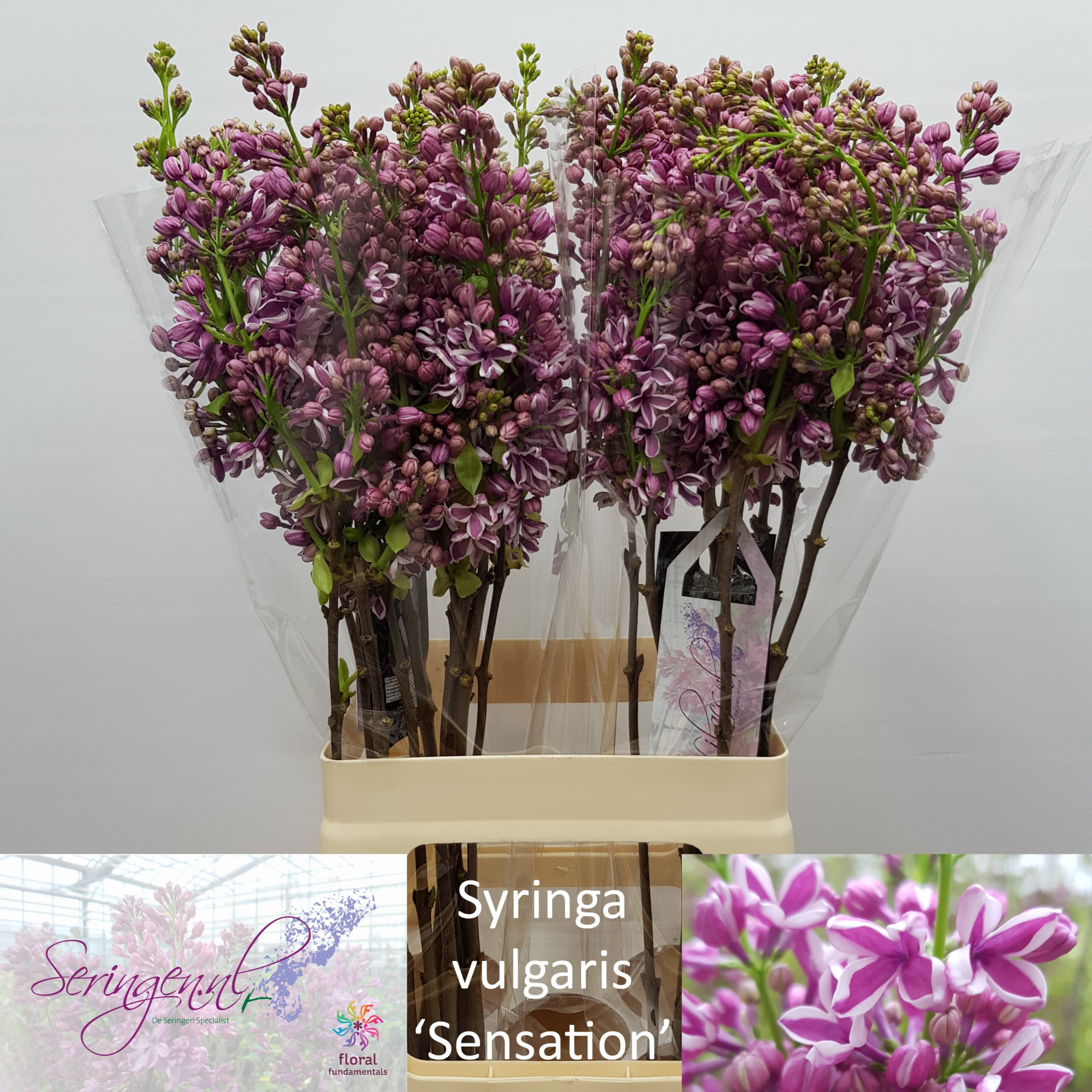 Сирень Сенсейшн 70 (фиолет.), шт.