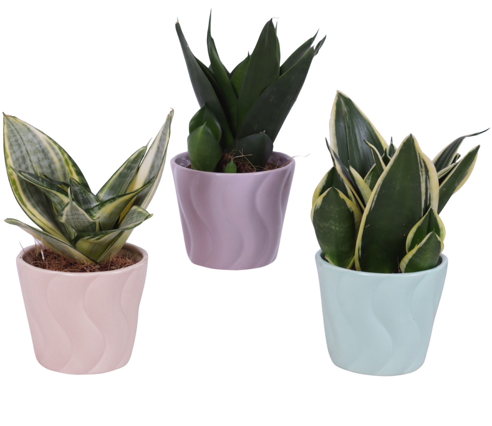 Sansevieria Compacta mix Ø09cm in Ø11cm Ceramic SE662, D 11