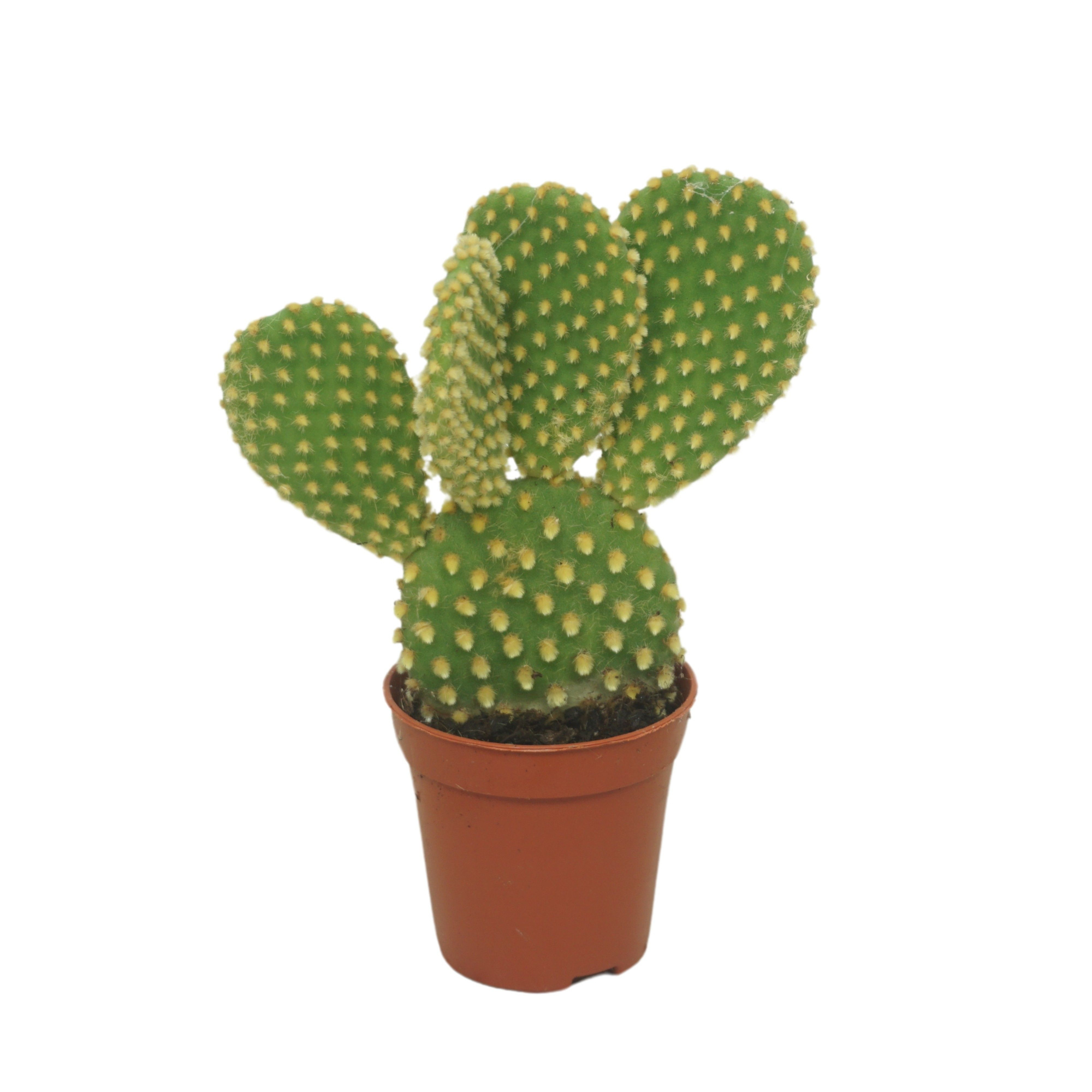 Opuntia microdasys 5,5 cm, D 5,5 cm