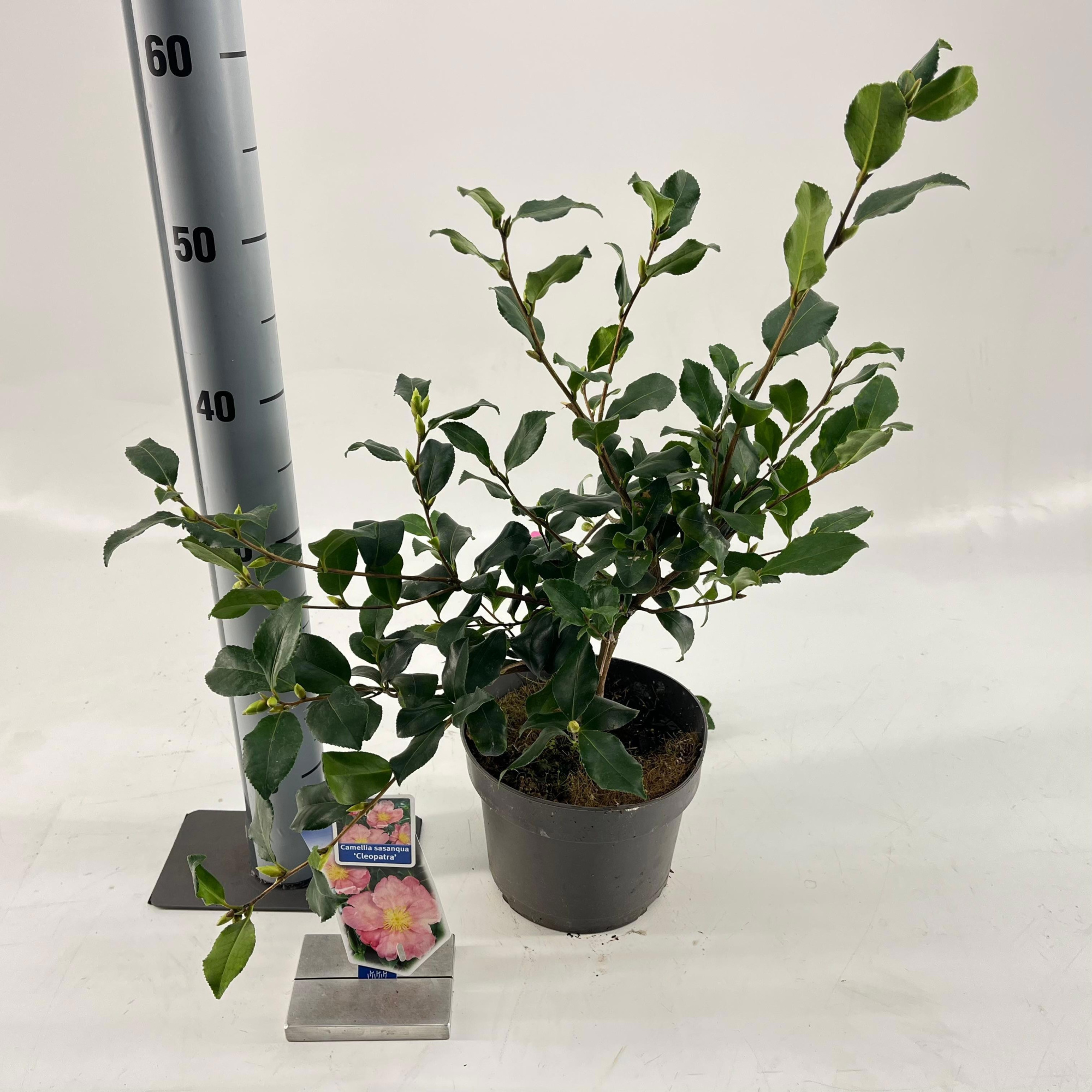 Camellia sas. 'Cleopatra', D 19 cm