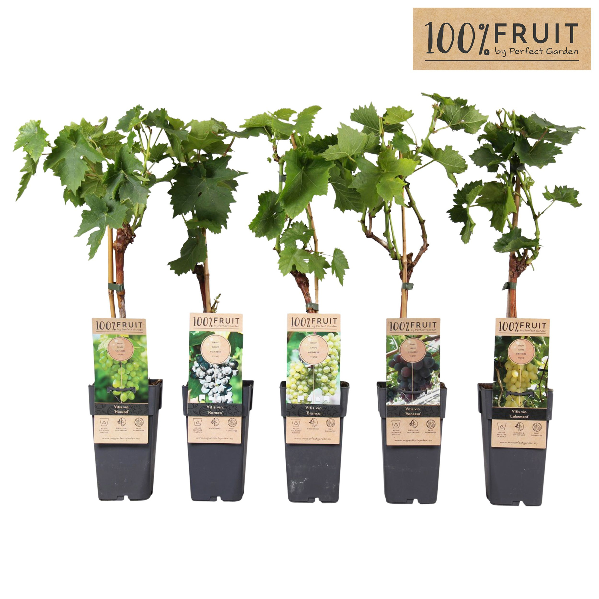 Vitis mix laag geent P15, D 15 cm